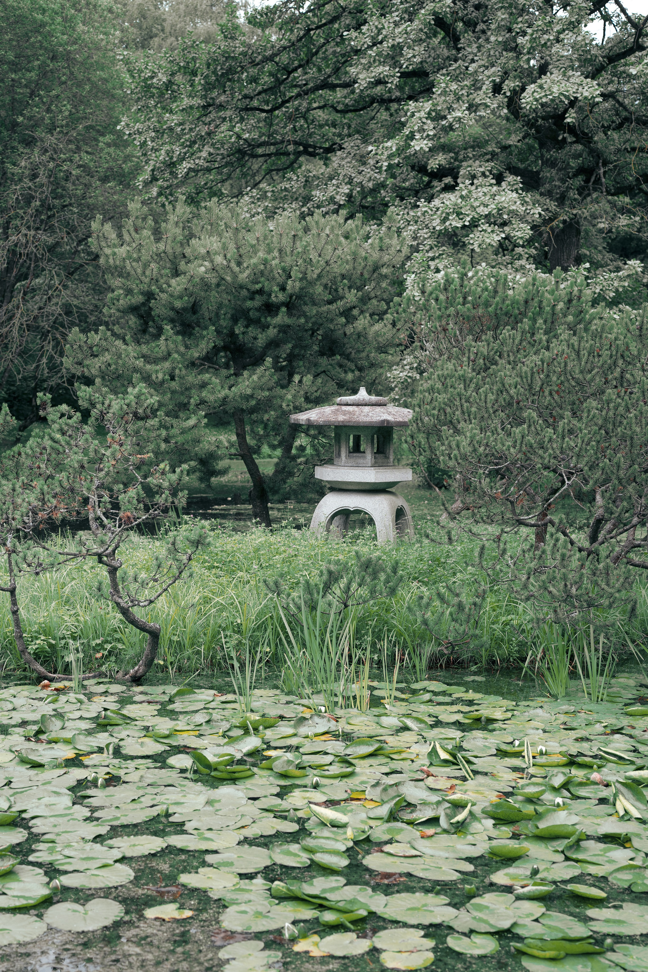 JAPANESE GARDEN. Anne Demia