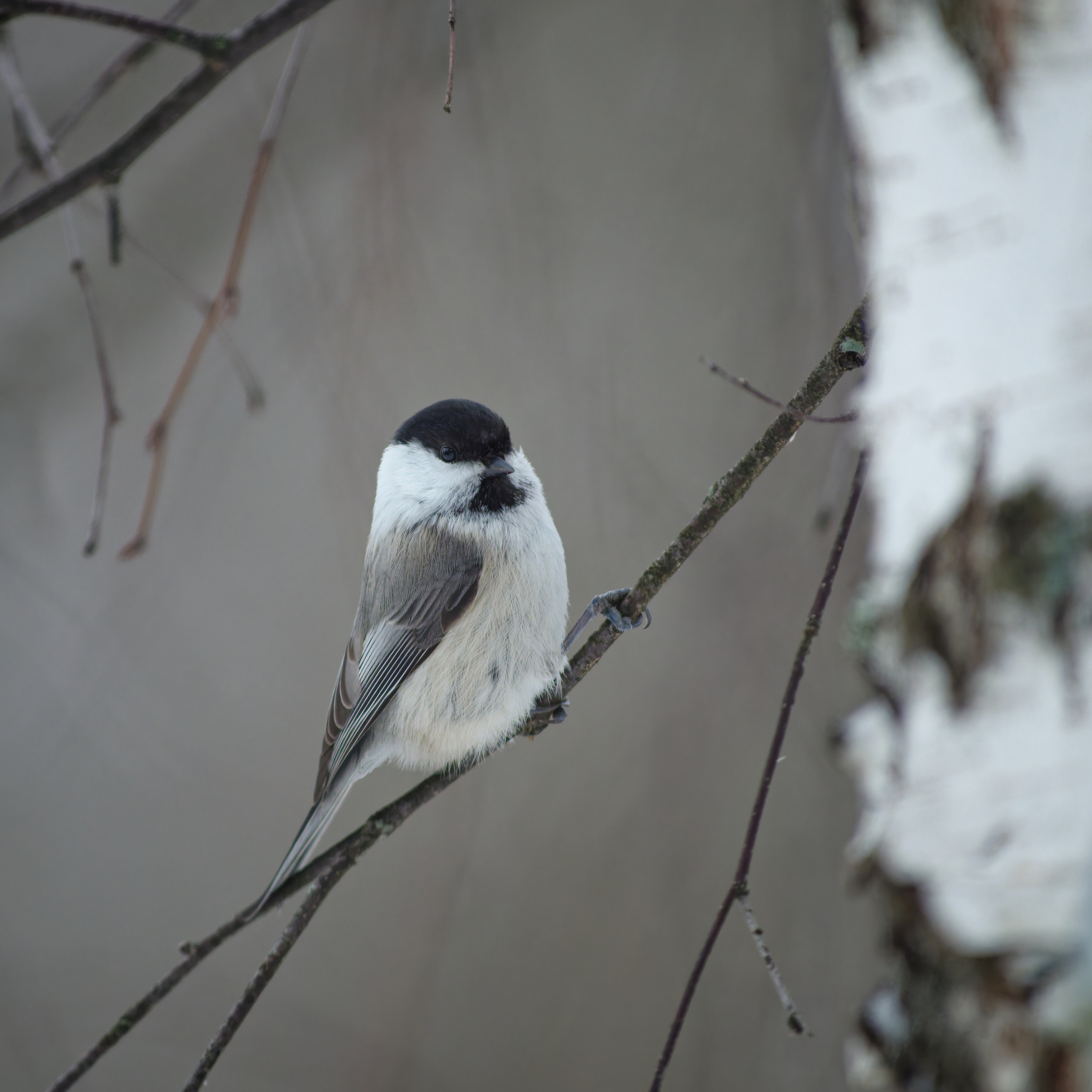 Сероголовая гаичка (пухляк) на ветке