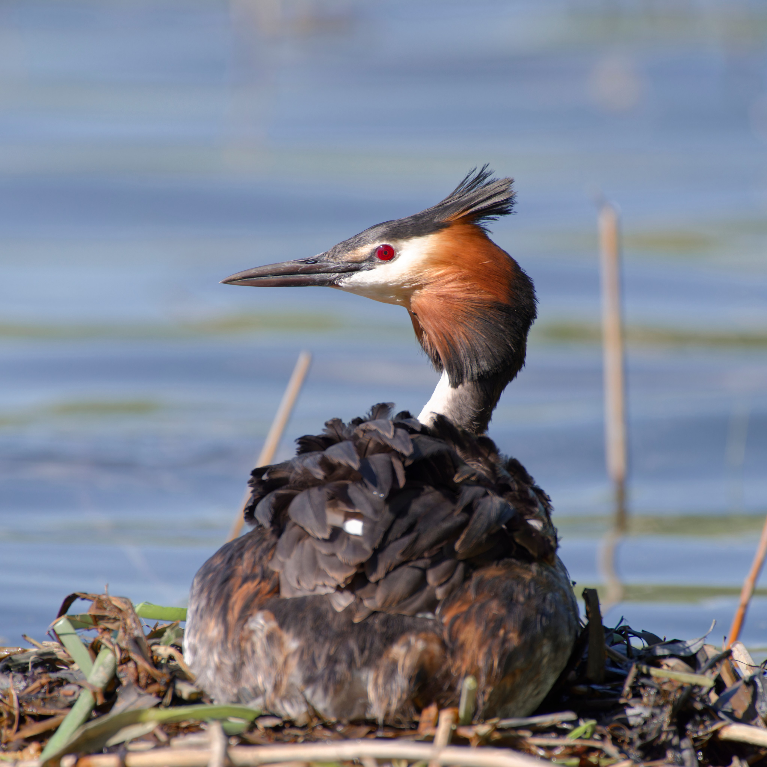 Перья. Семоха Валерий. Фотограф