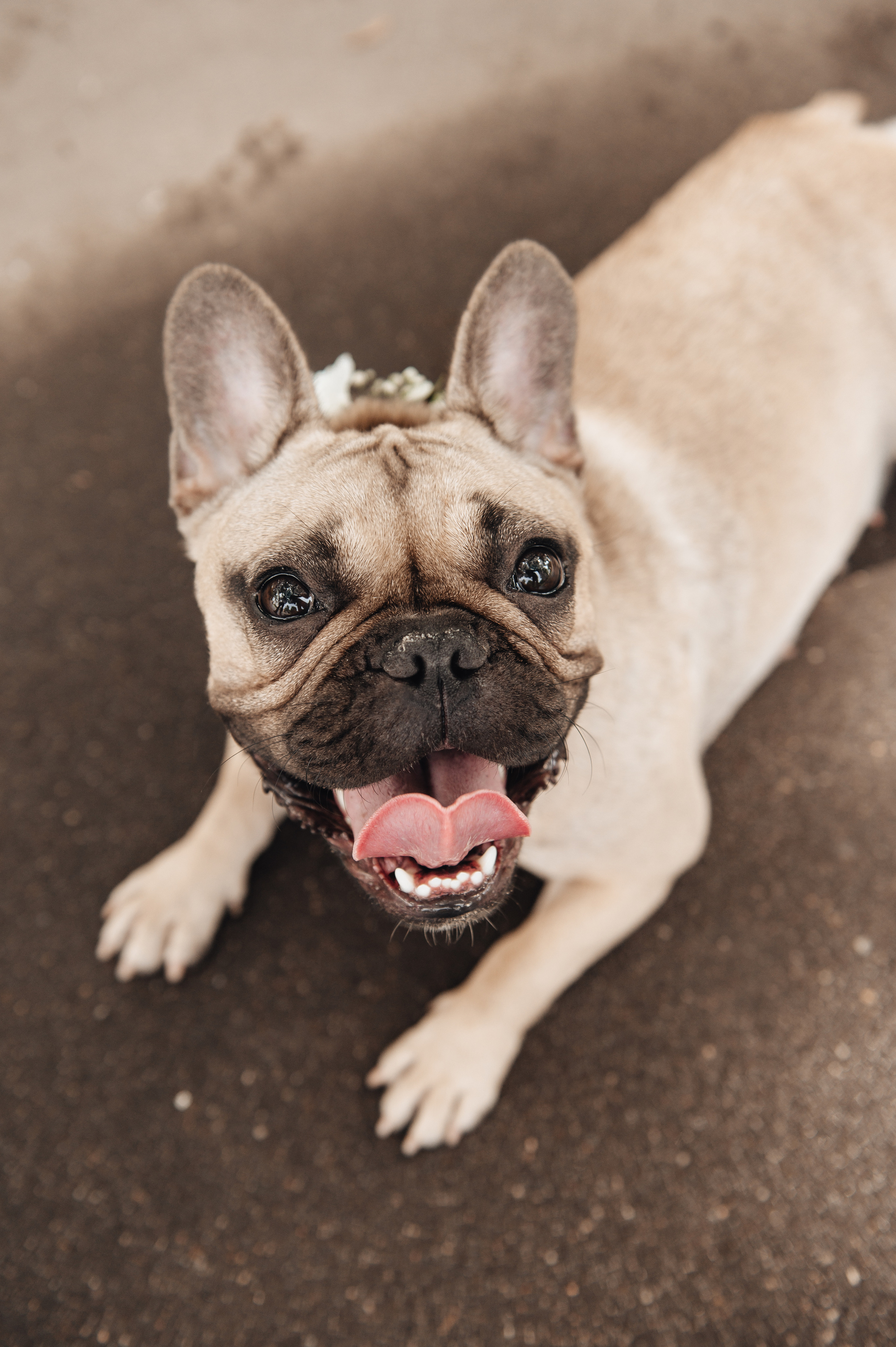 J & M. Свадебный и семейный фотограф в Москве и Европе Евгения Амелина