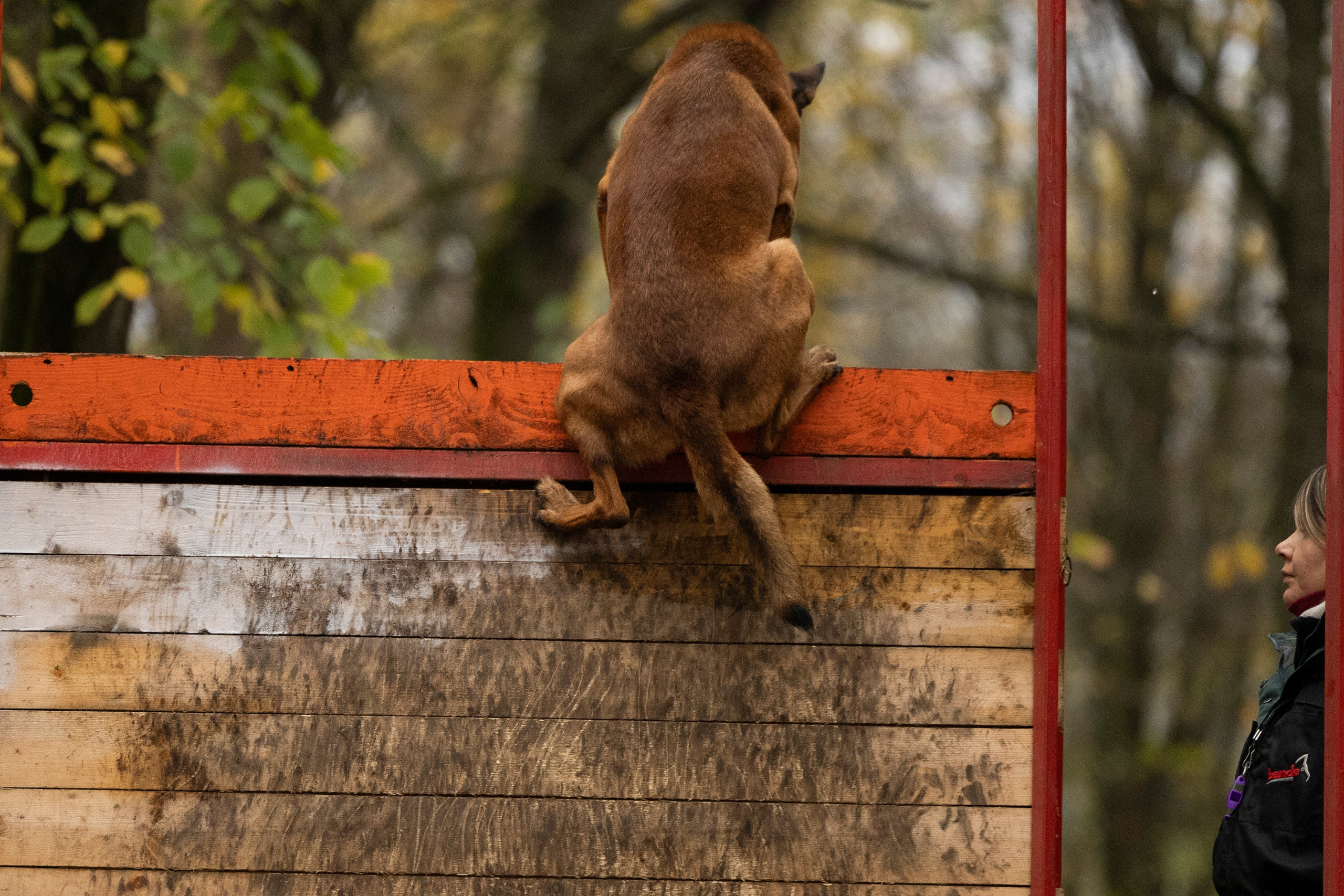 Соревнования по Мондьорингу г. Вологда. Фотограф-анималист Анна Маринич