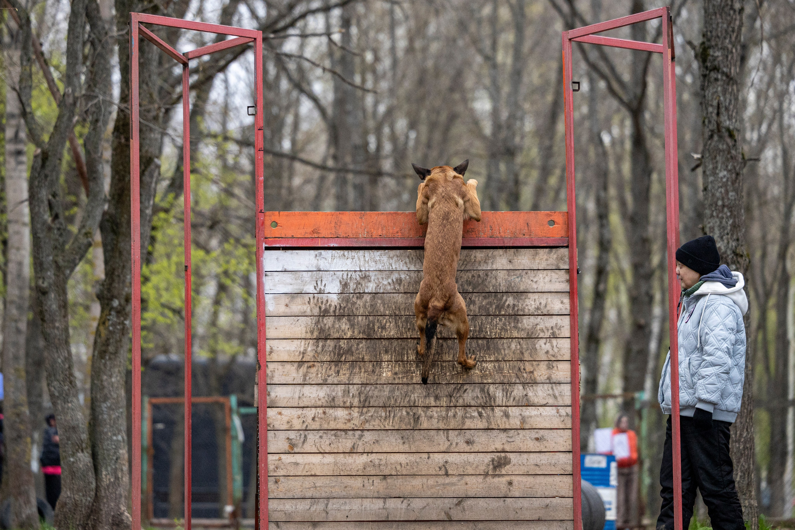 Квалификационные состязания по мондьорингу г. Вологда 11.05.24. Фотограф-анималист Анна Маринич
