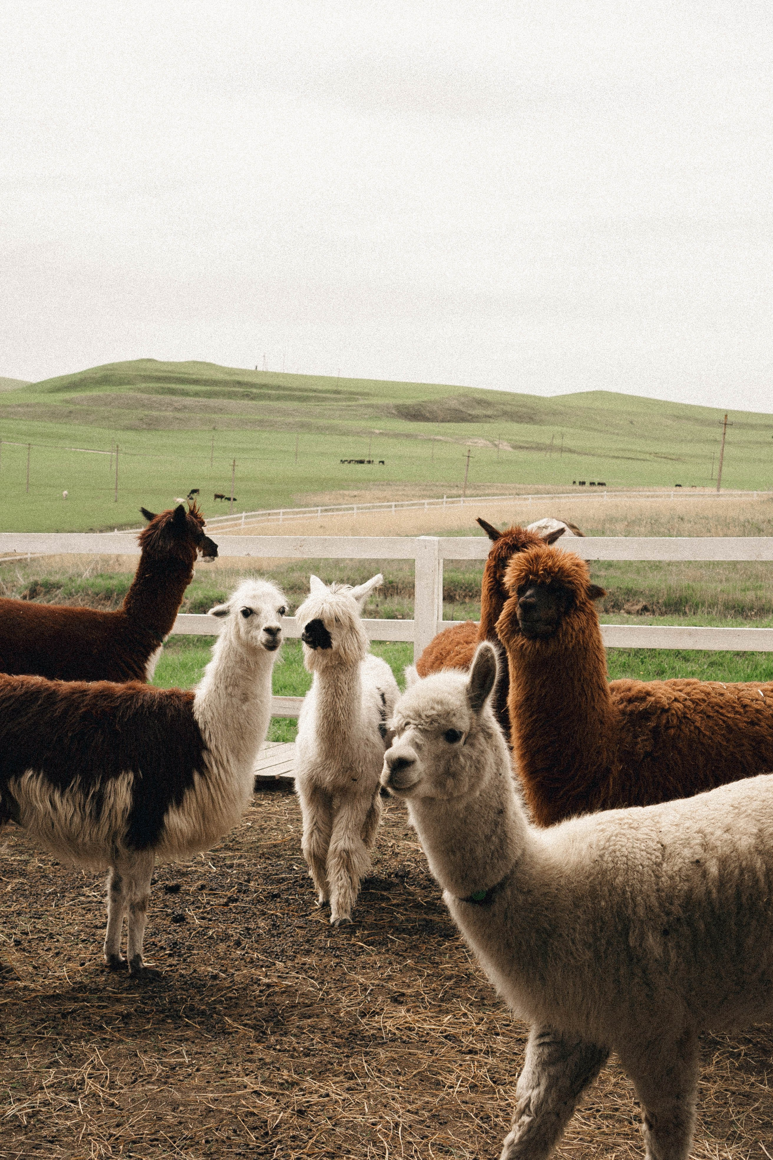 Ферма Альпак. Профессиональный фотограф, Санкт-Петербург — Виктория Богомолова