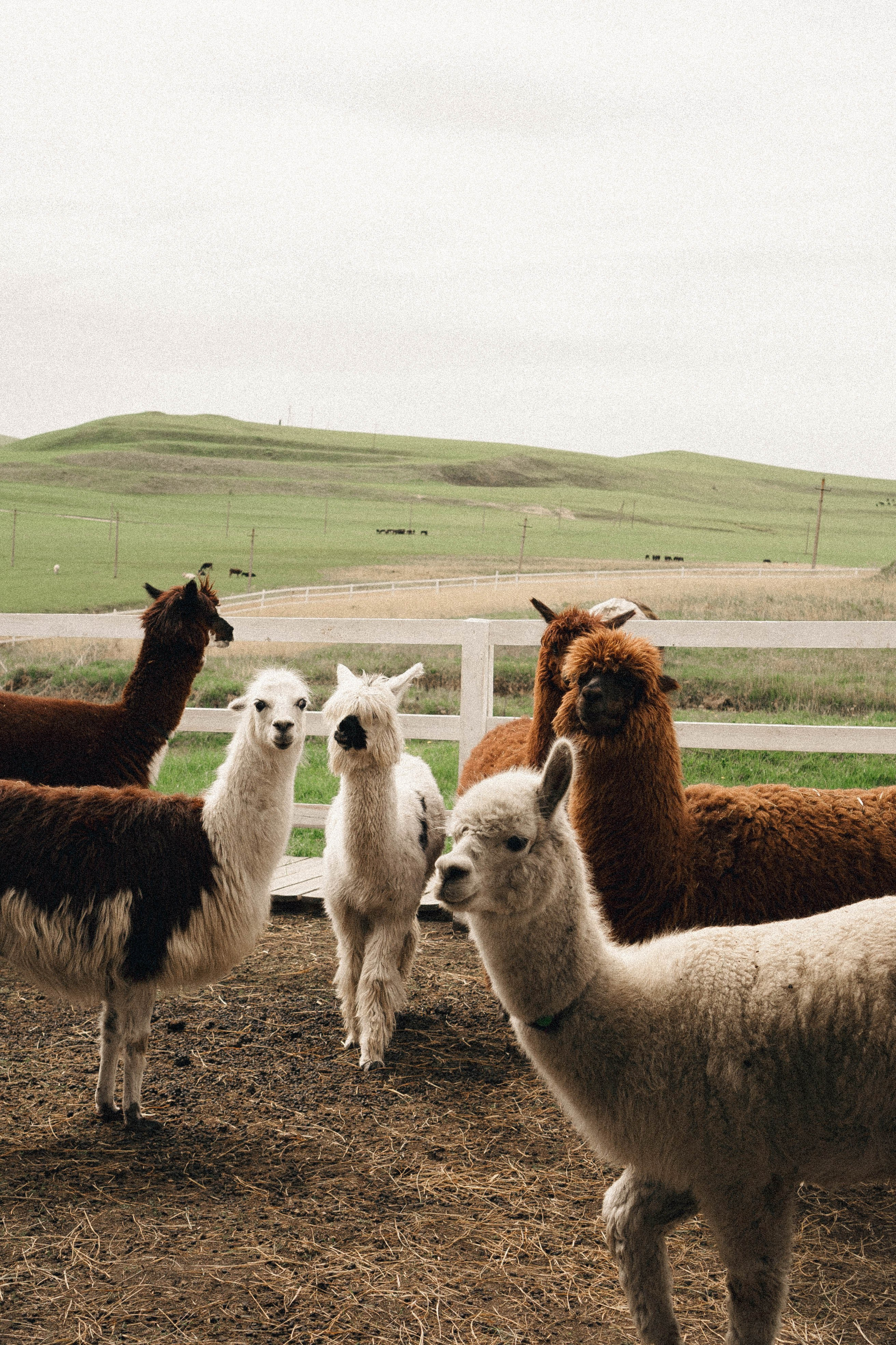 Ферма Альпак. Профессиональный фотограф, Санкт-Петербург — Виктория Богомолова