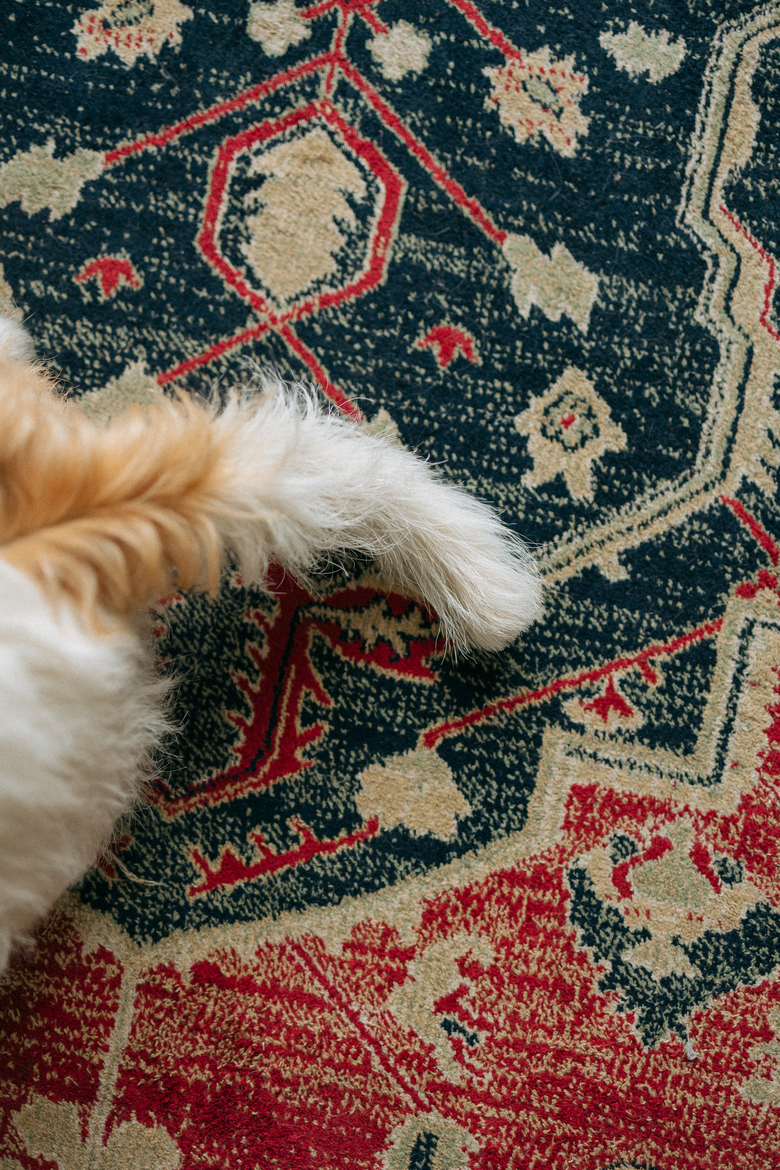 Цунами, Теон и Женя. Фотограф анималист Анастасия Пикей