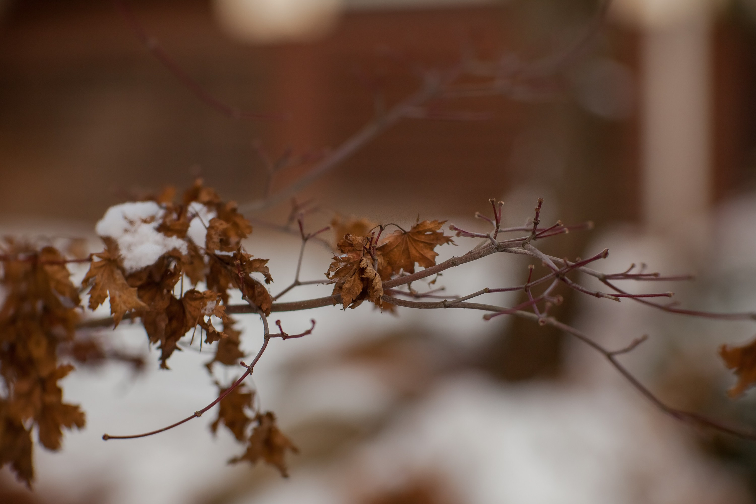 Спящий сад, Елены Асташкиной. Туманов Виталий — фотограф Москва