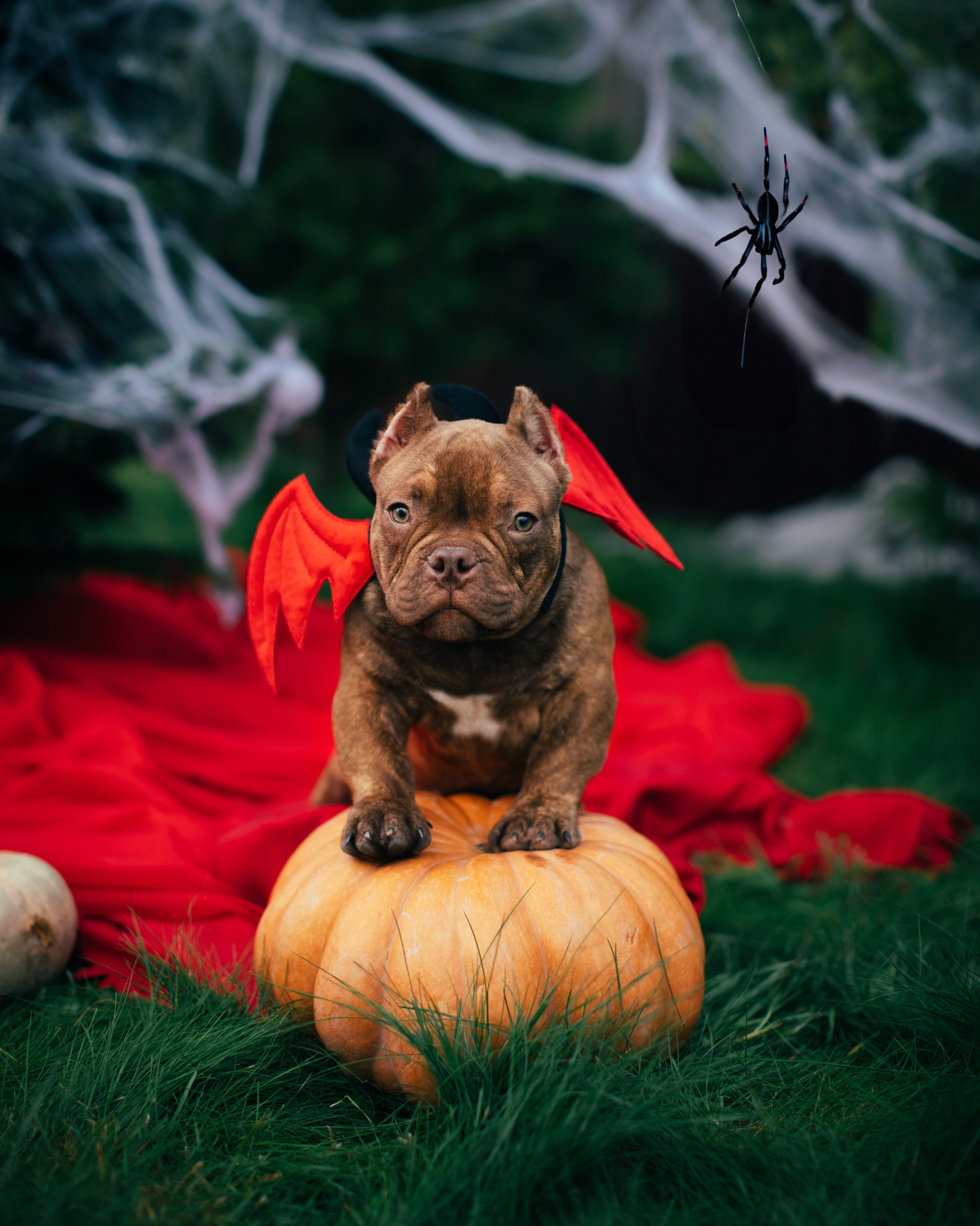 This is Halloween. Портретная и семейная съемка. Фотограф анималист