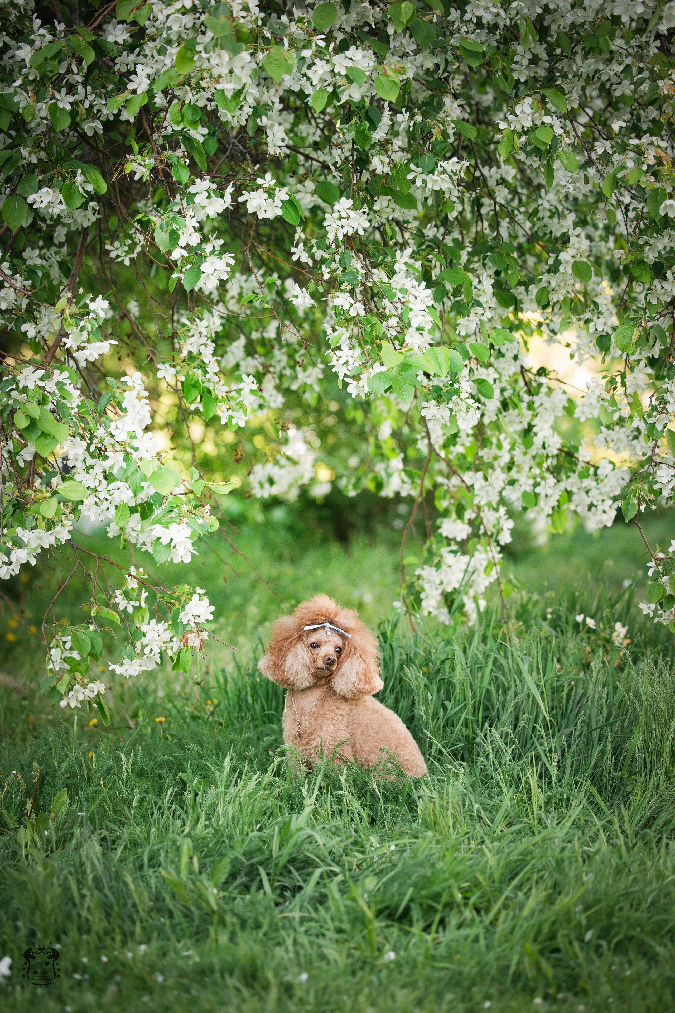 Портфолио. Фотограф-анималист в Екатеринбурге Марина Шишкина