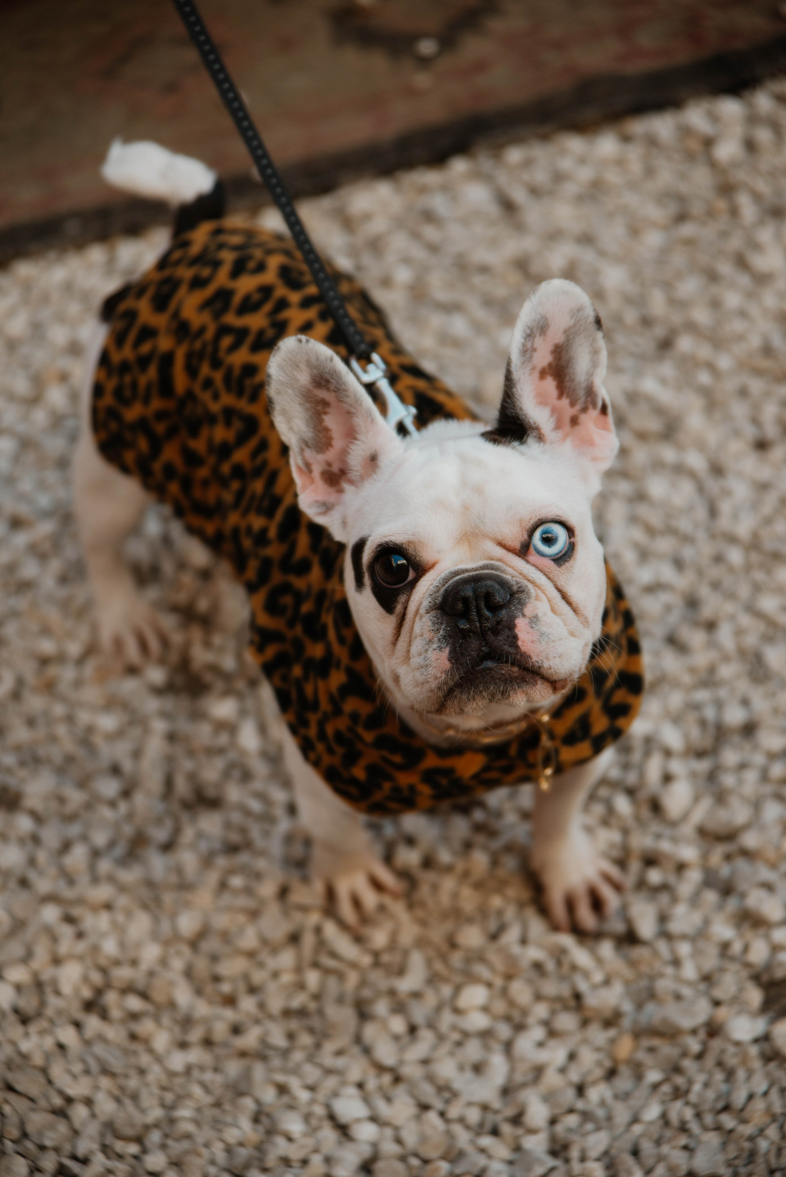 Дог-вечеринка на летнике «Кутёж». Ксения Glossa. Портретный и репортажный фотограф в Самаре