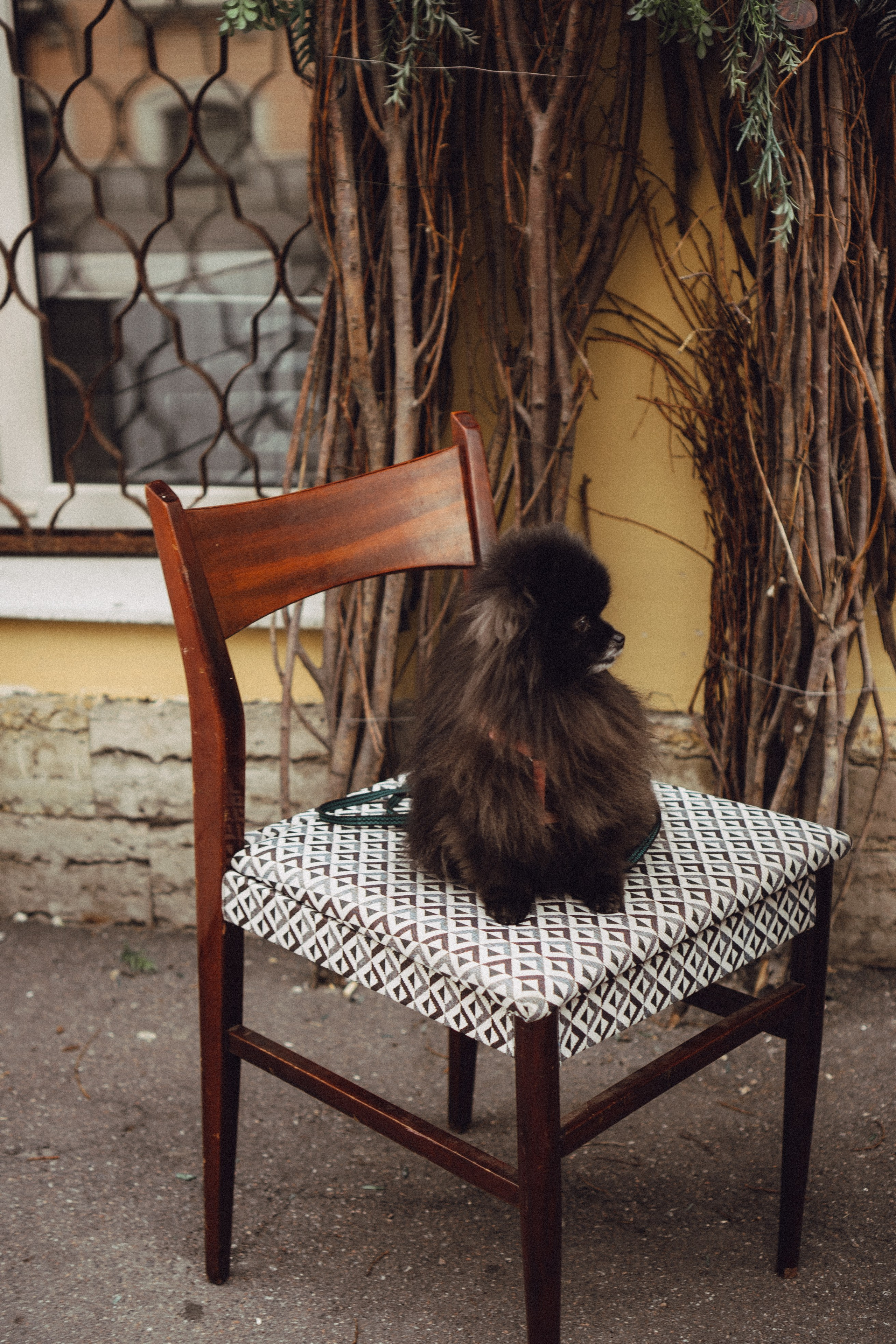 Беременность (только часть фото по желанию клиентов могу показать)). Профессиональный фотограф, Санкт-Петербург — Виктория Богомолова