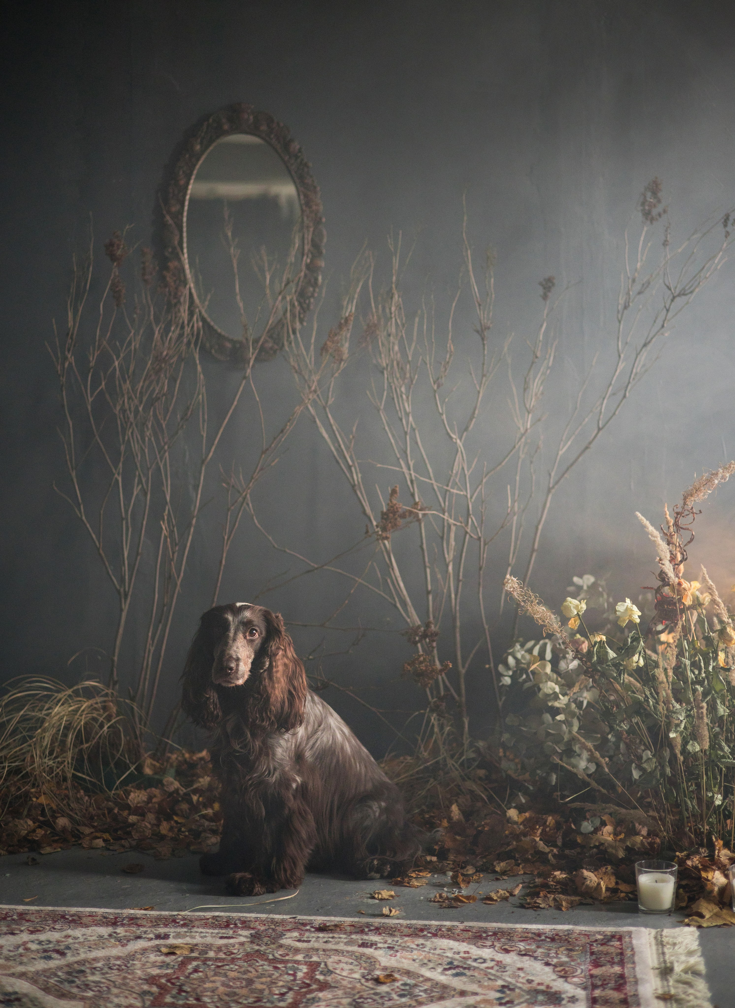 Портфолио. Фотограф-анималист в Екатеринбурге Марина Шишкина