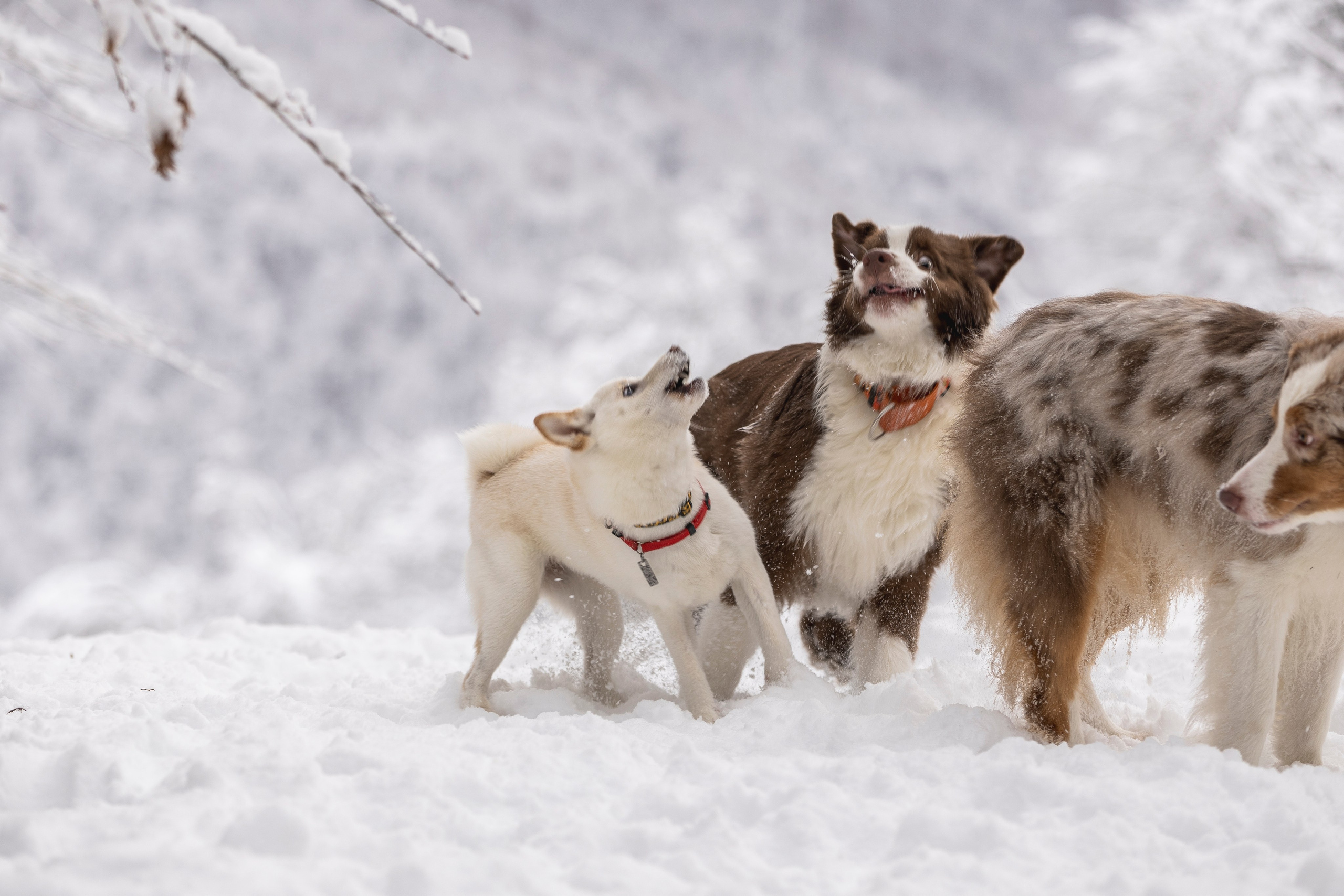 Догтуса Тропа Ефремова. Ирина Голомб|Фотограф-анималист в  Сочи и Калининграде