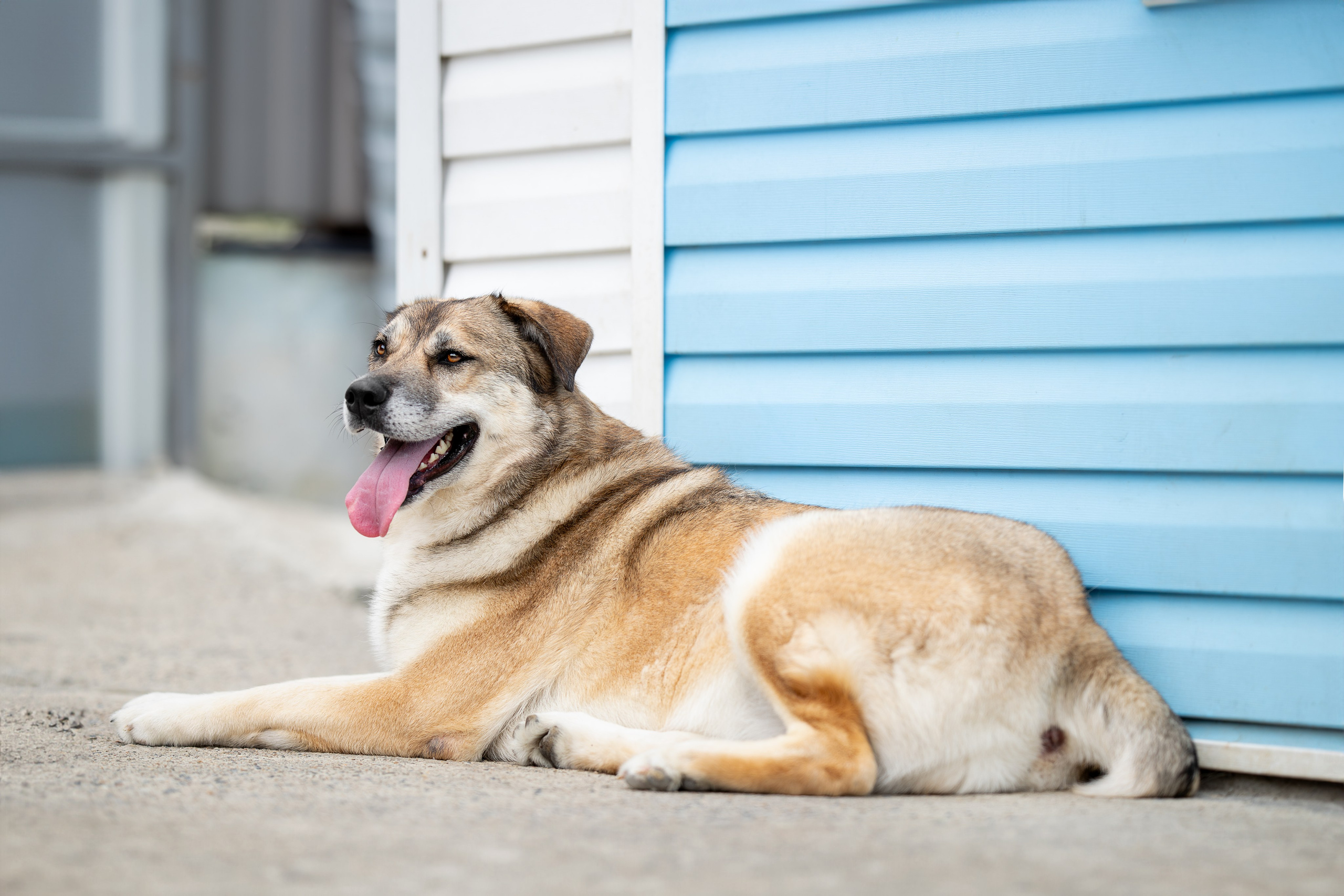 Мини-приют «Возрождение». Ирина Голомб|Фотограф-анималист в  Сочи и Калининграде