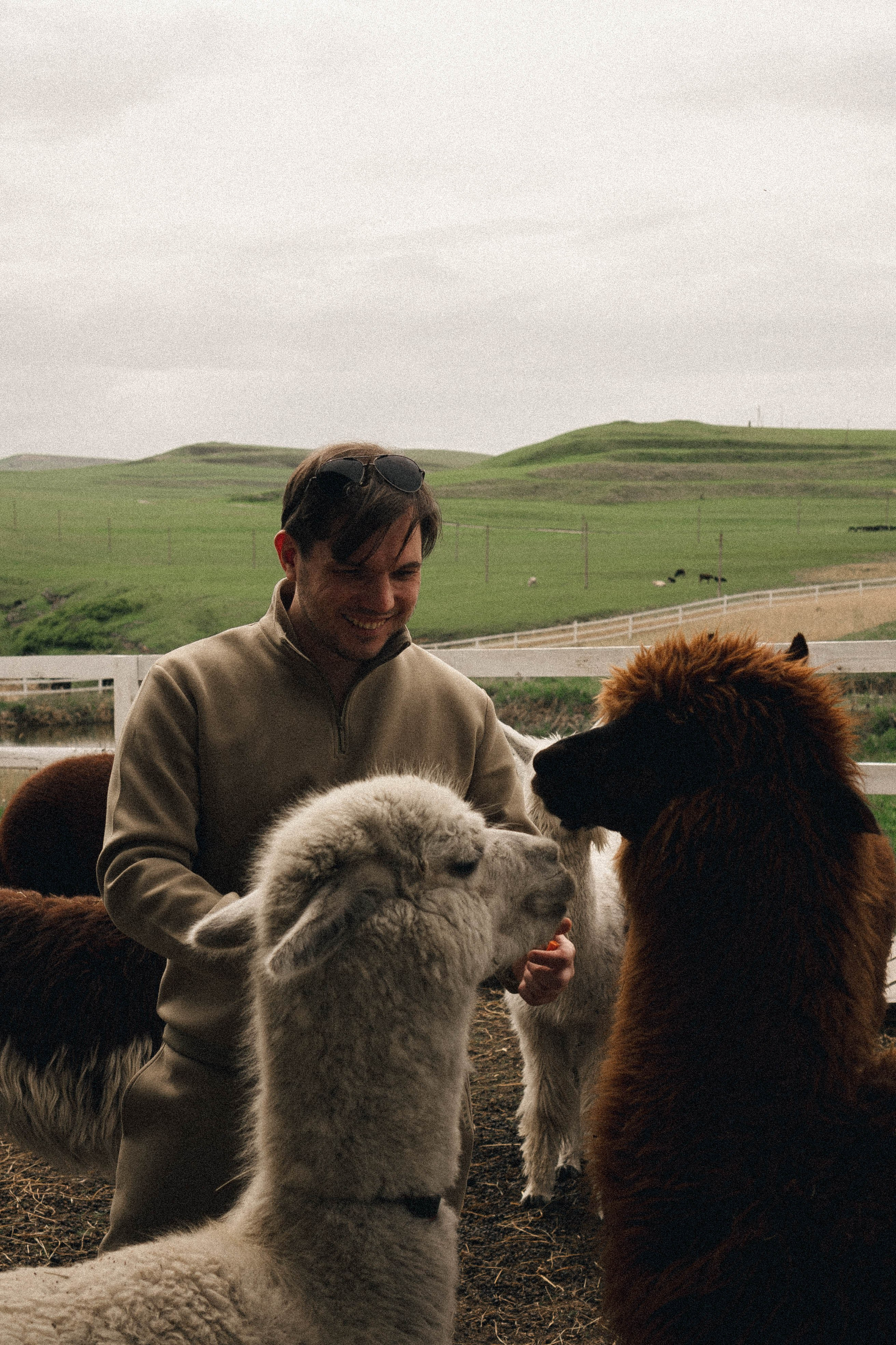 Ферма Альпак. Профессиональный фотограф, Санкт-Петербург — Виктория Богомолова