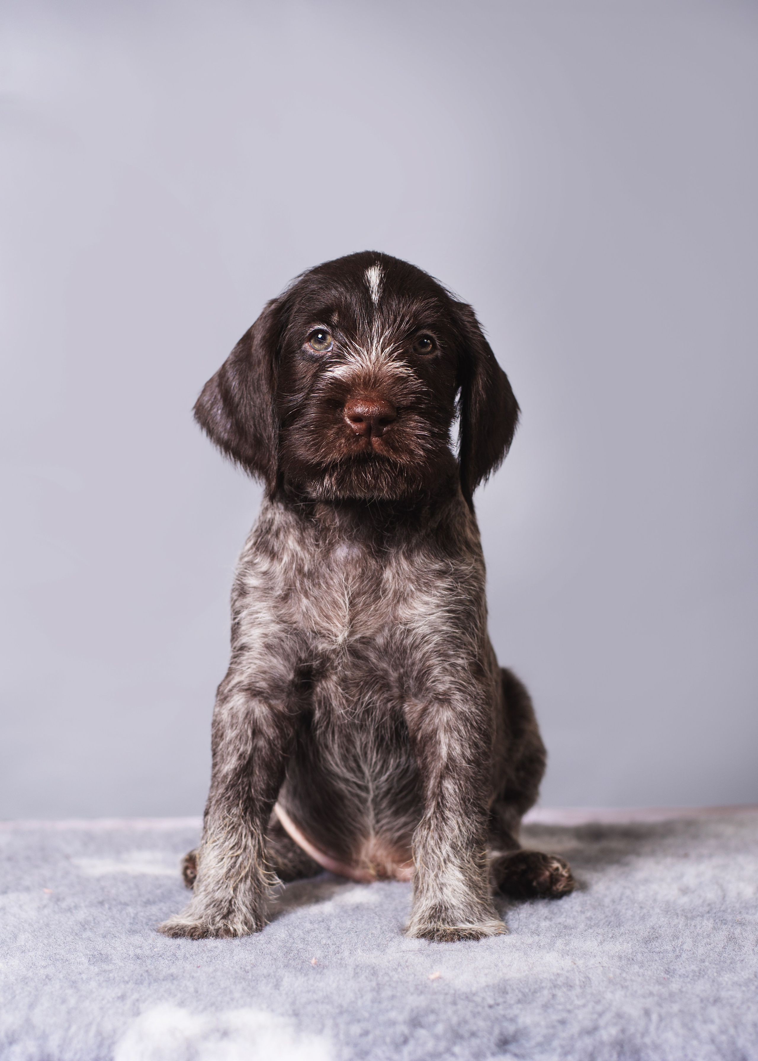 Дратхаарята. Дог-фотограф в Тюмени Александра Королева