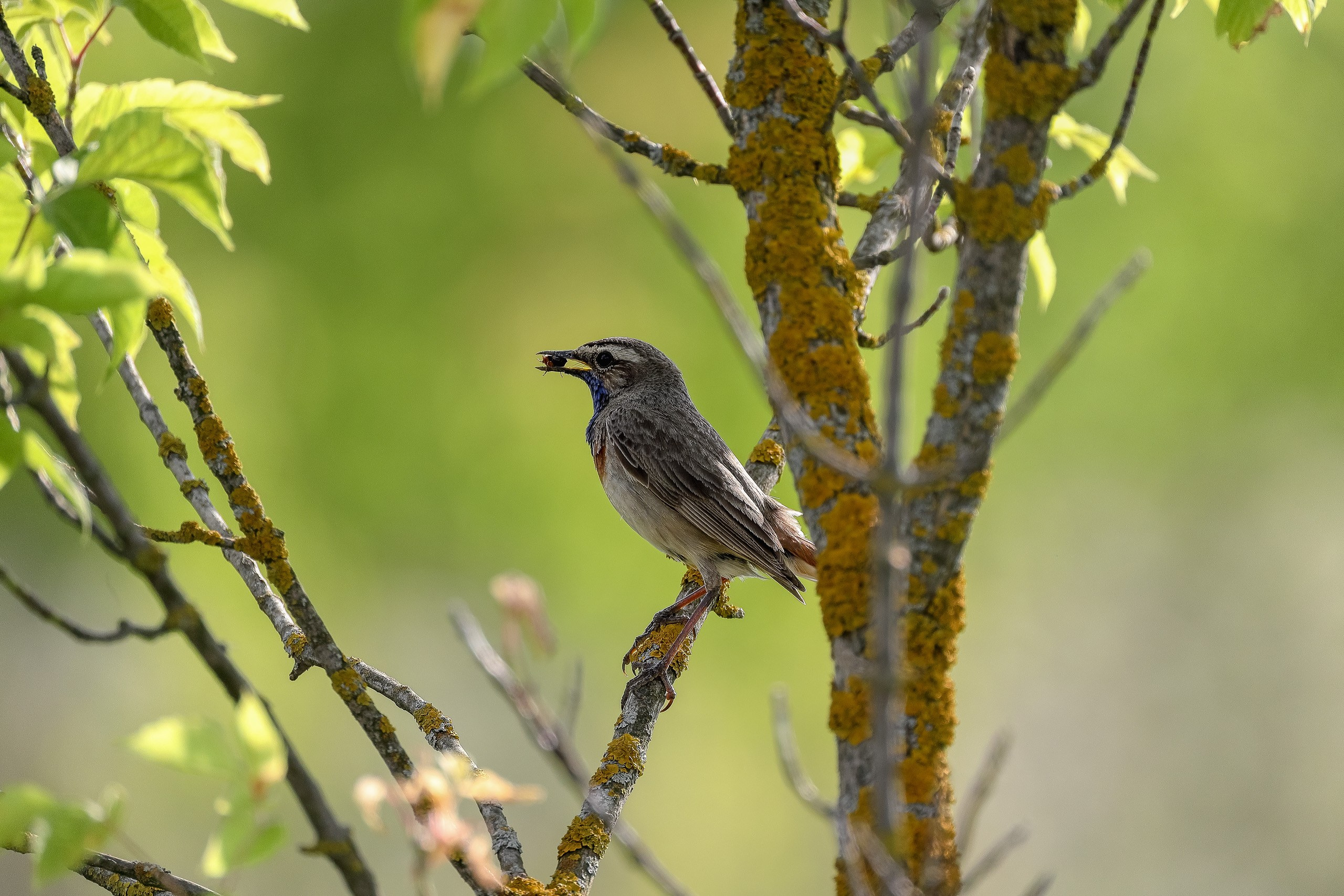 Белозвездная варакушка птица