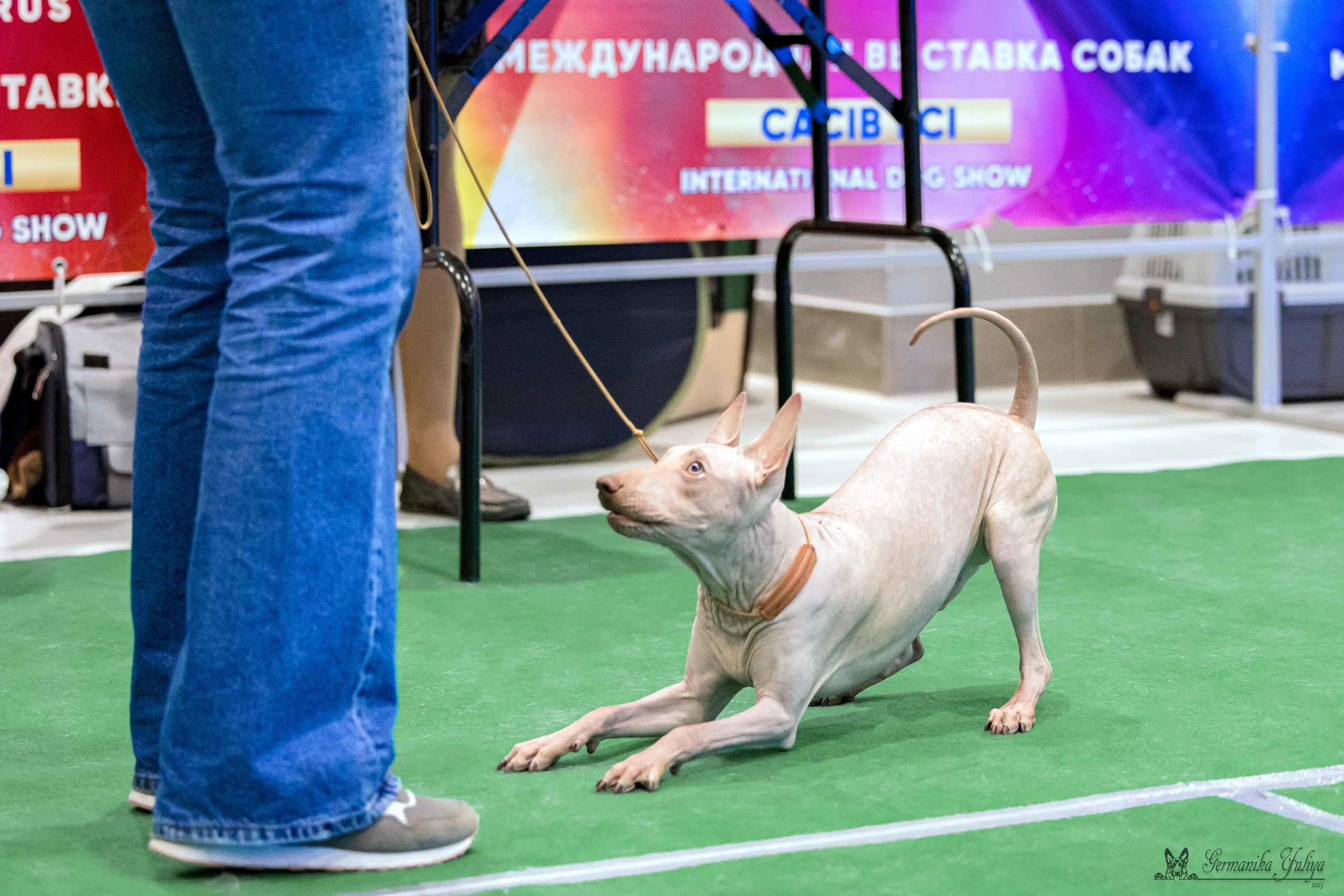 Минск 25-26.11.2023. Фотограф-анималист Юлия Германика