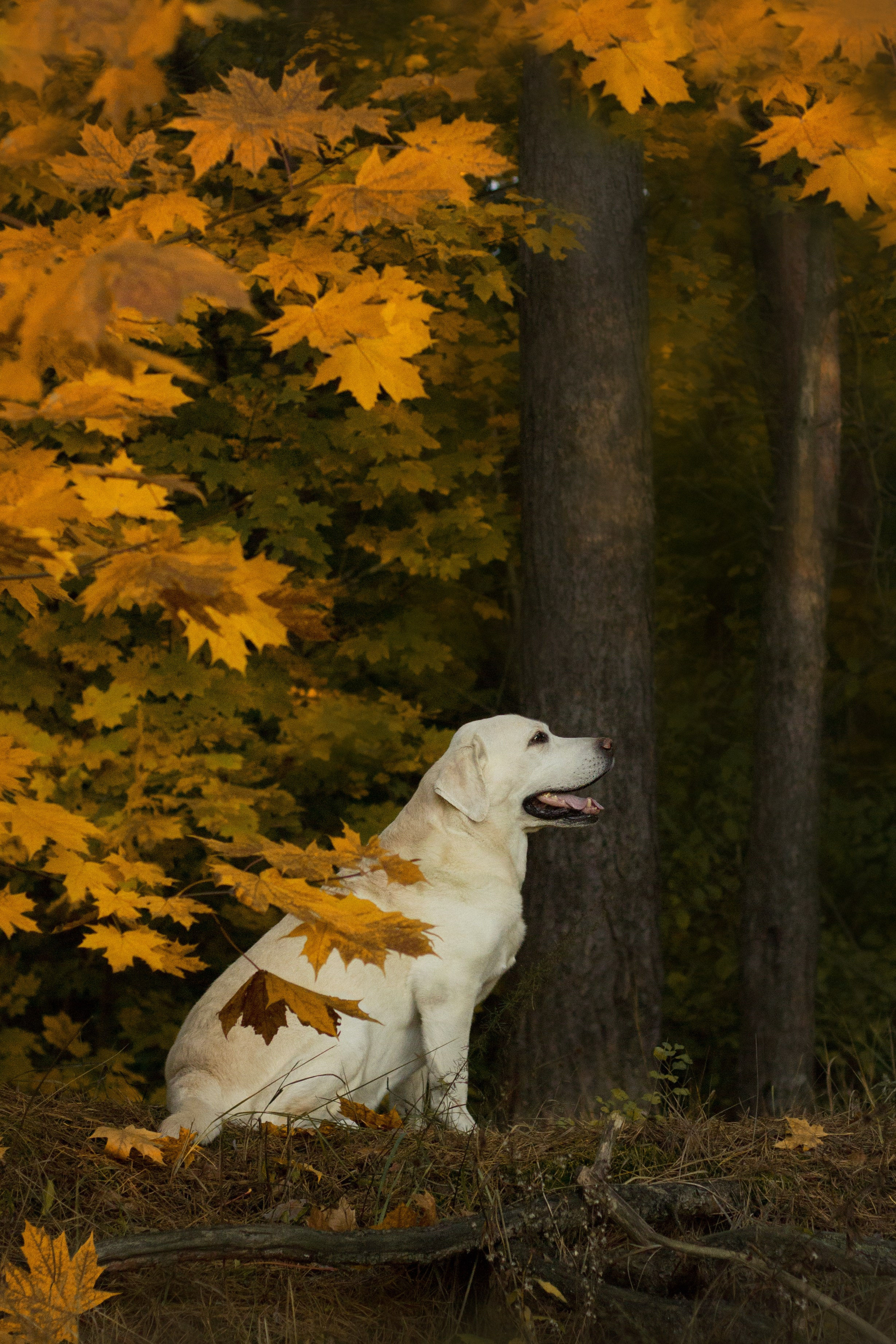 Отзывы. Фотограф Анастасия Ветковская, Москва