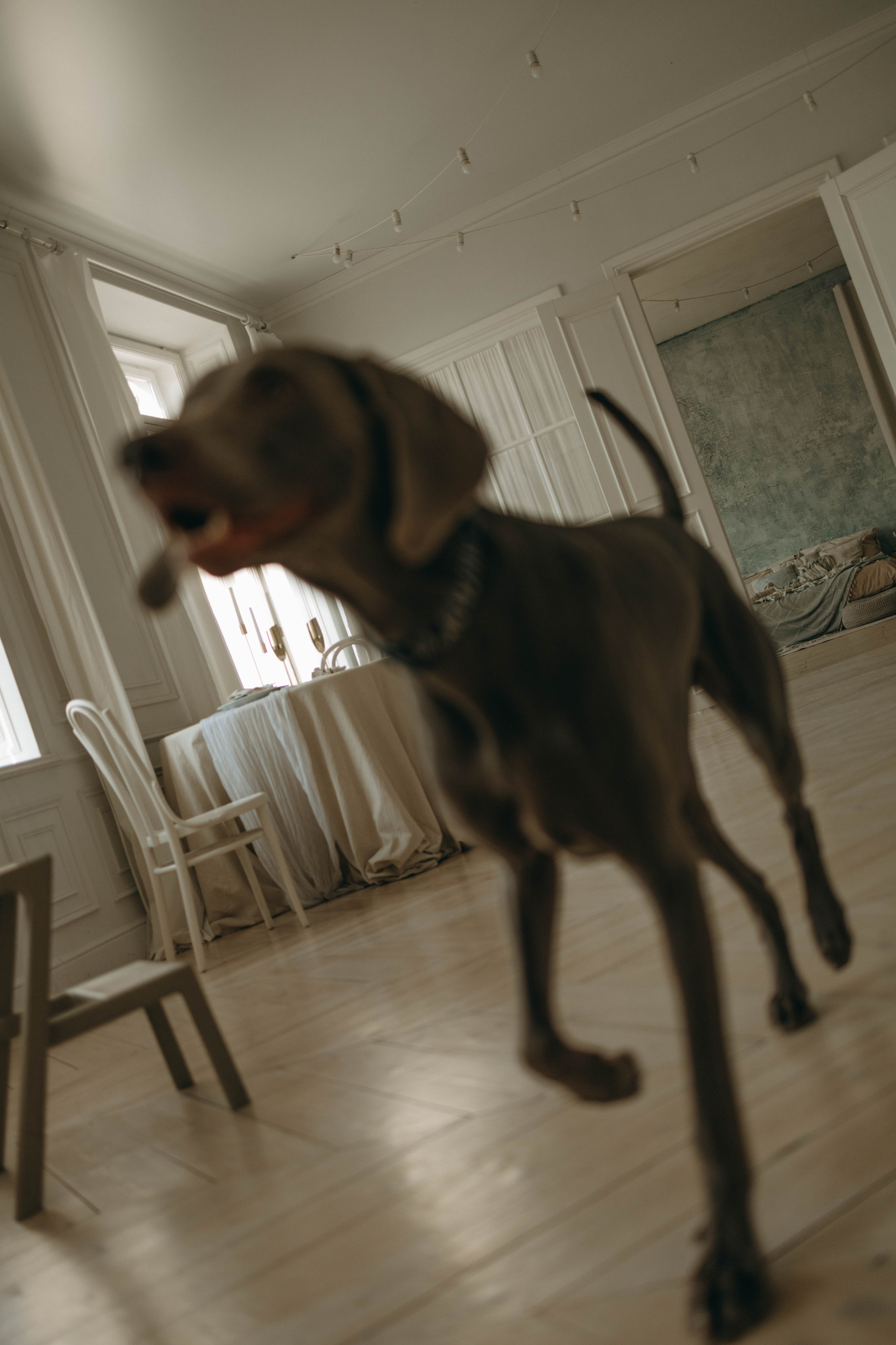 Фотосессия в студии с собакой. Фотограф-анималист в Екатеринбурге | Кристина