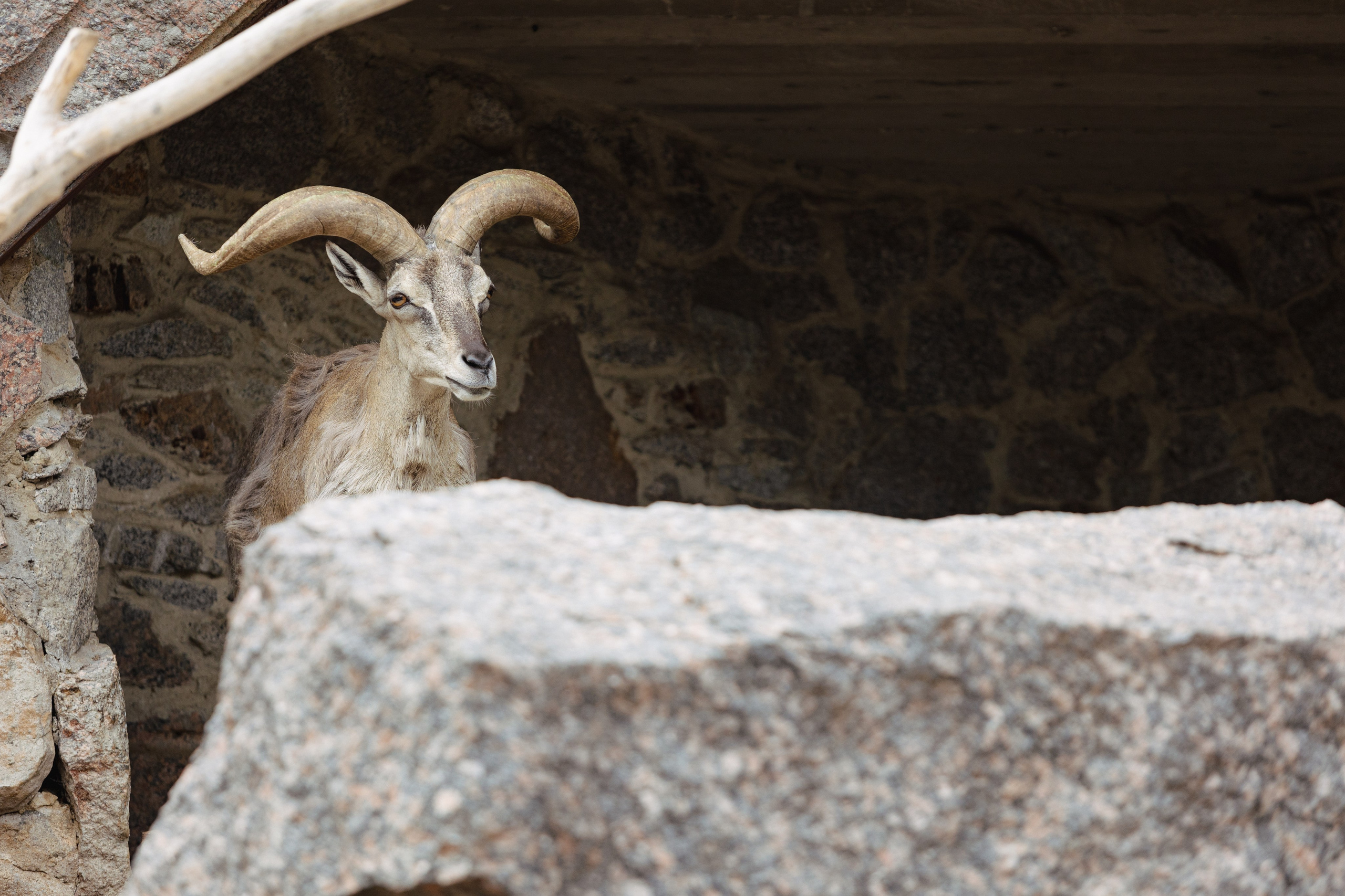 Московский зоопарк. Photographer Sonkina Tatiana (Tanya Ash)