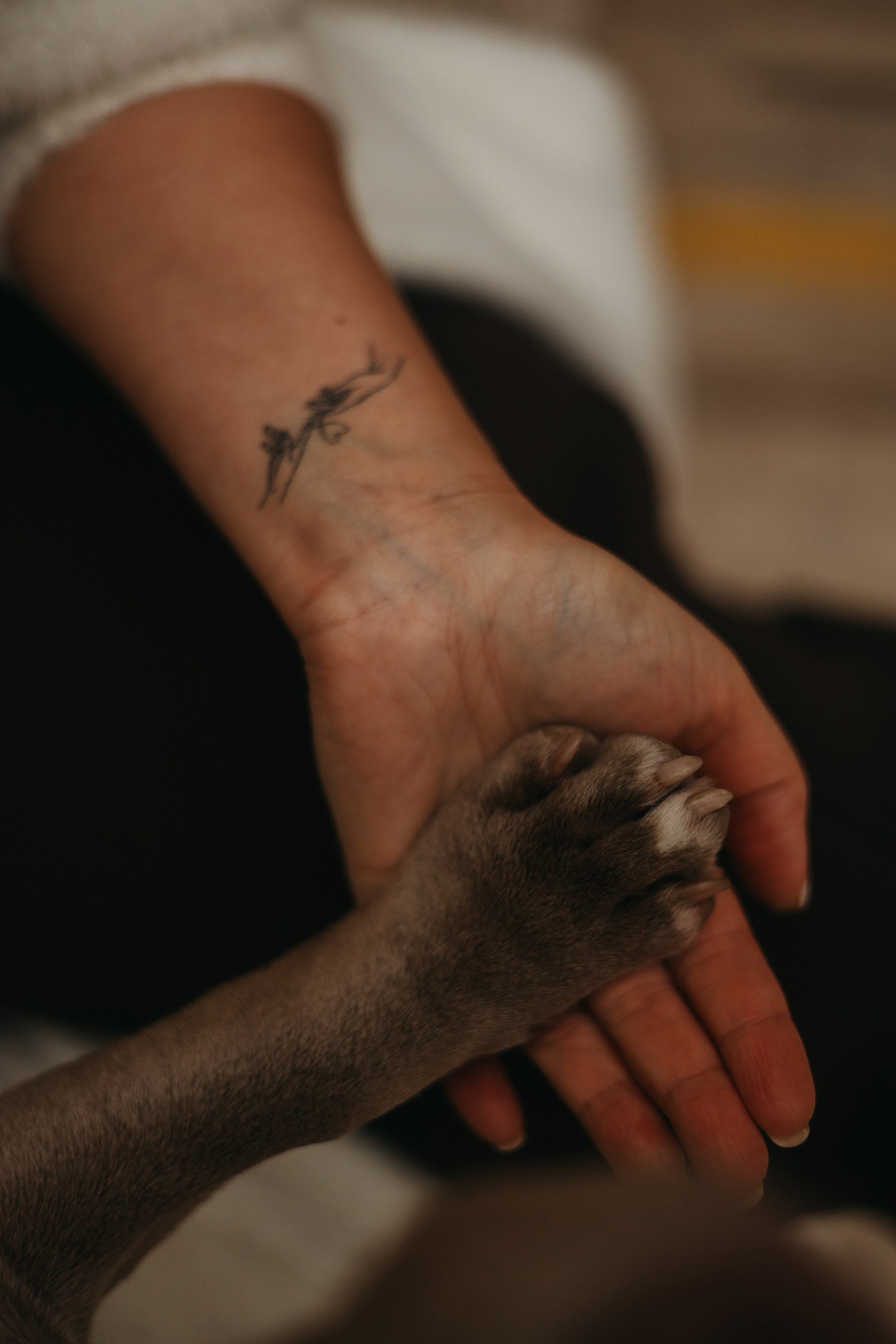 Екатерина, Юрий и Аксель. Фотограф животных Евгения Верцинская