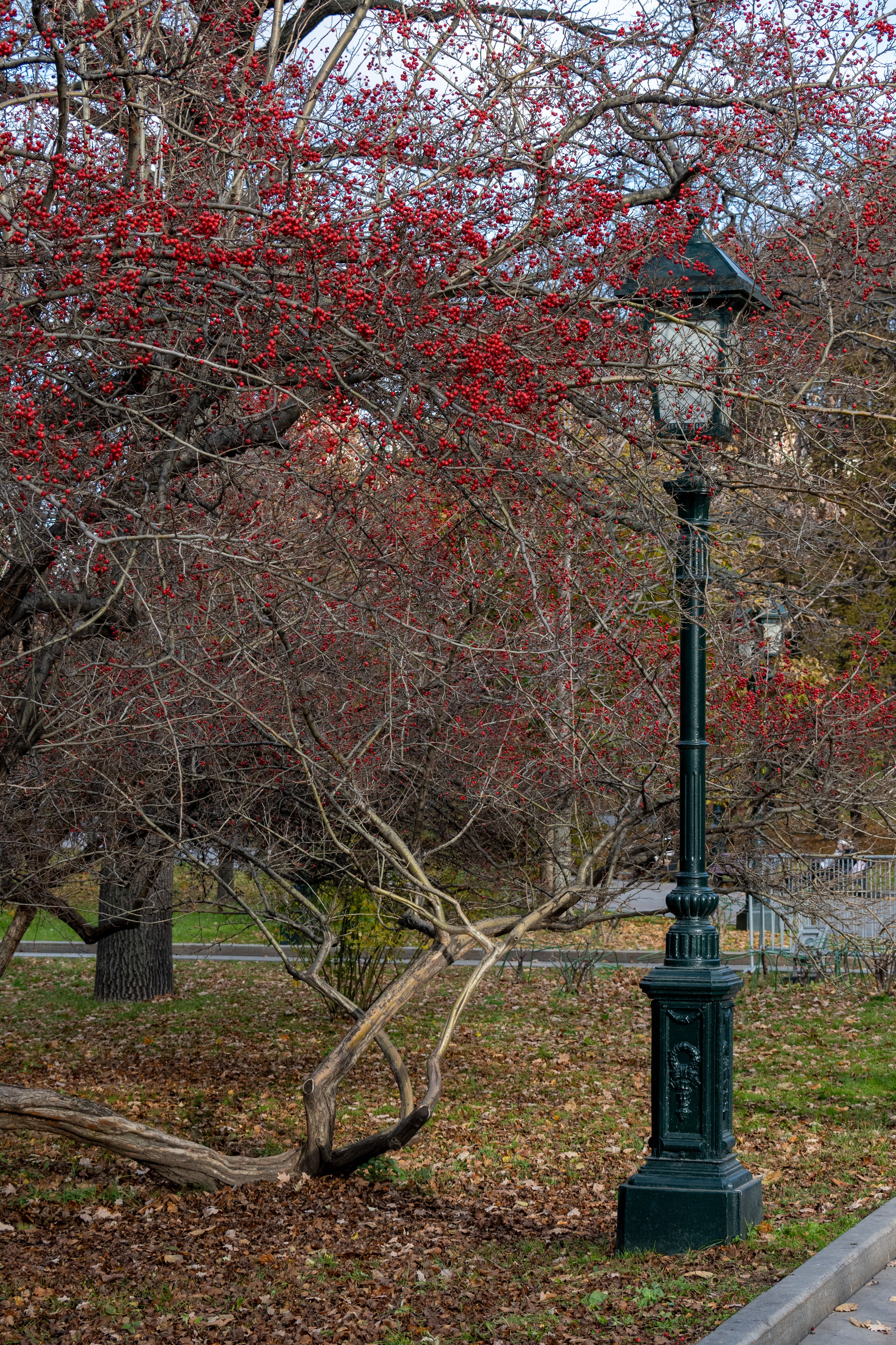 20241110 ГУМ и Кремль. Дмитрий Ремизов. Фотография, как хобби