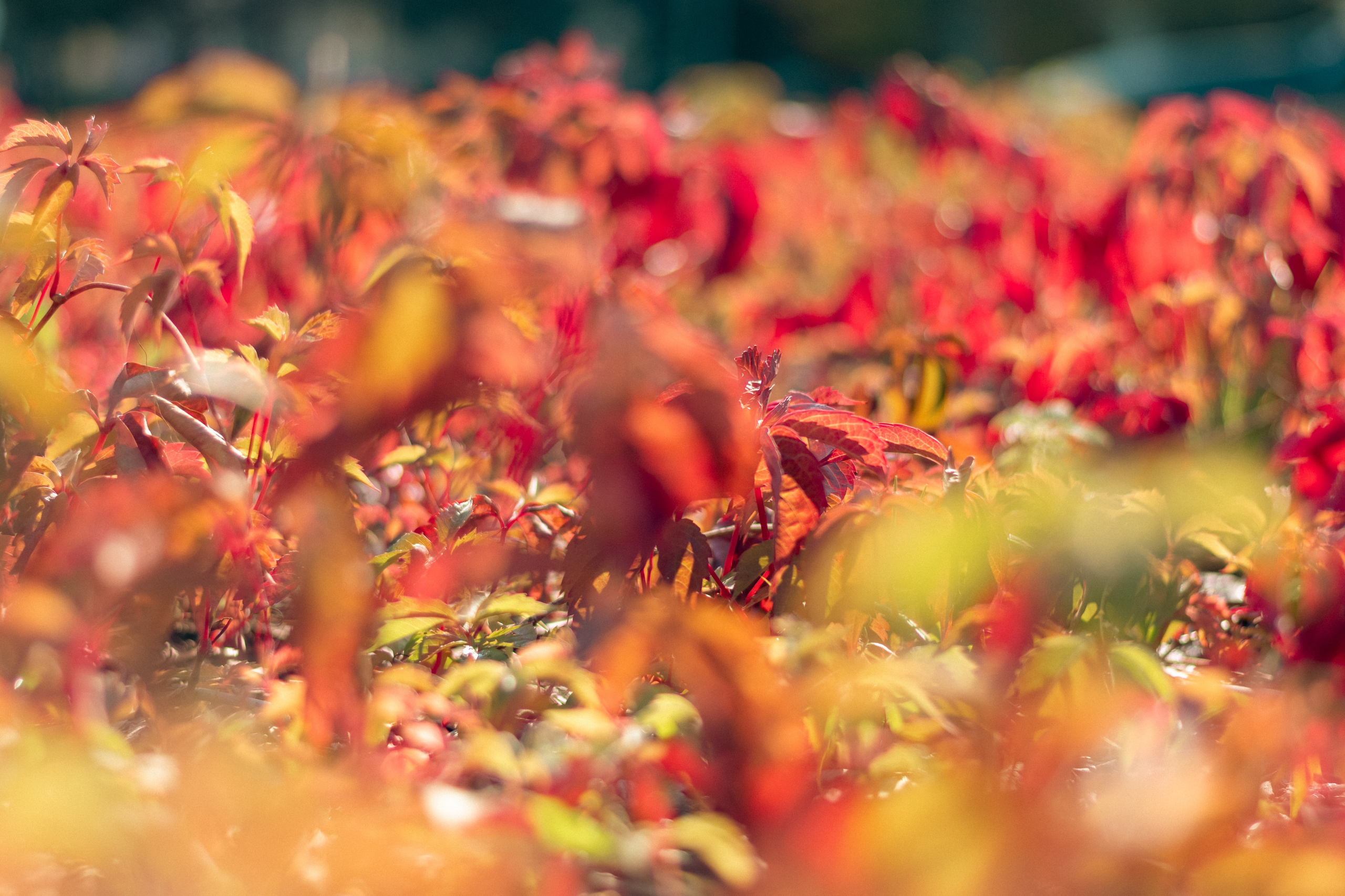 20211003 Поклонка. Дмитрий Ремизов. Фотография, как хобби