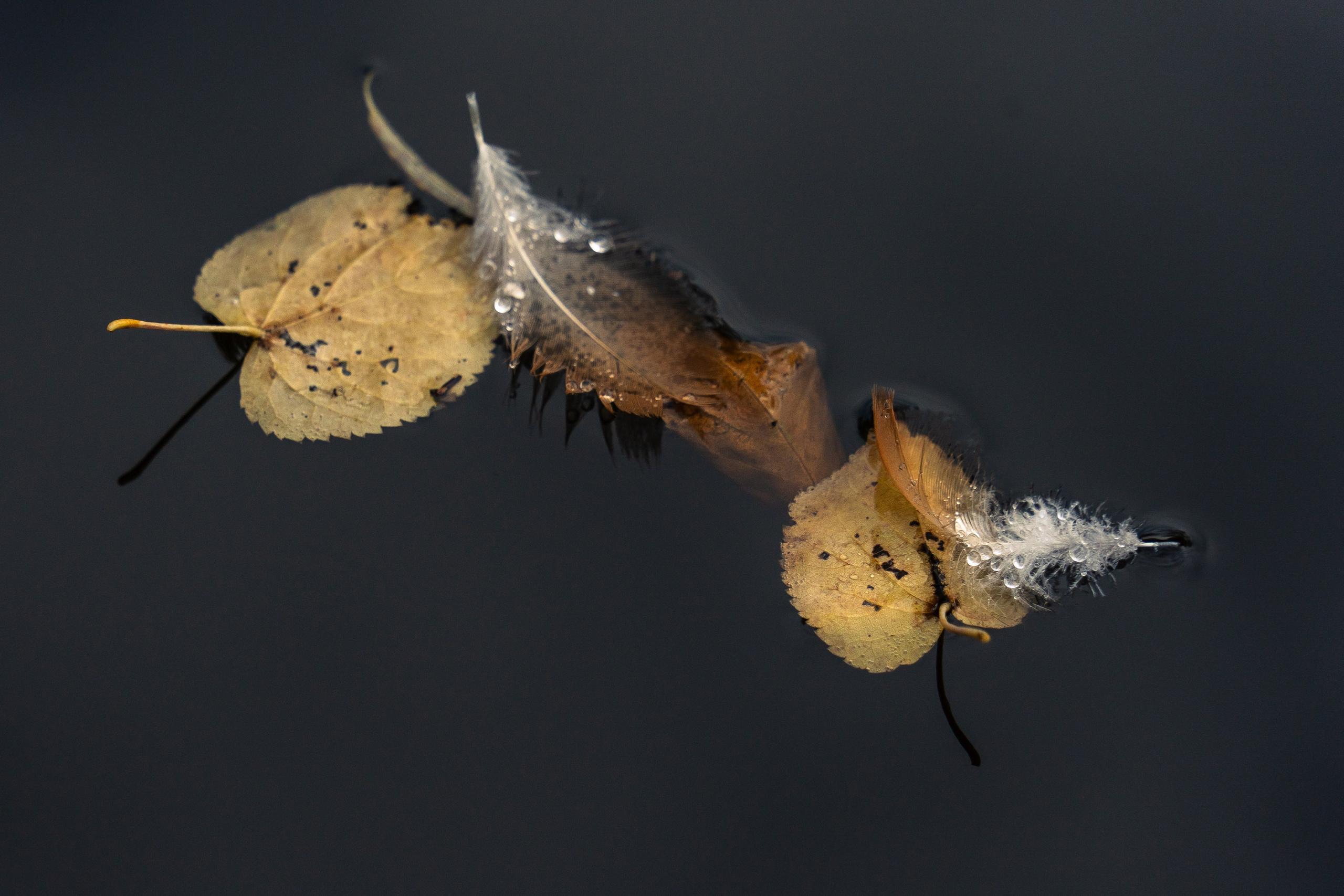 20251011 Нескучный сад. Дмитрий Ремизов. Фотография, как хобби