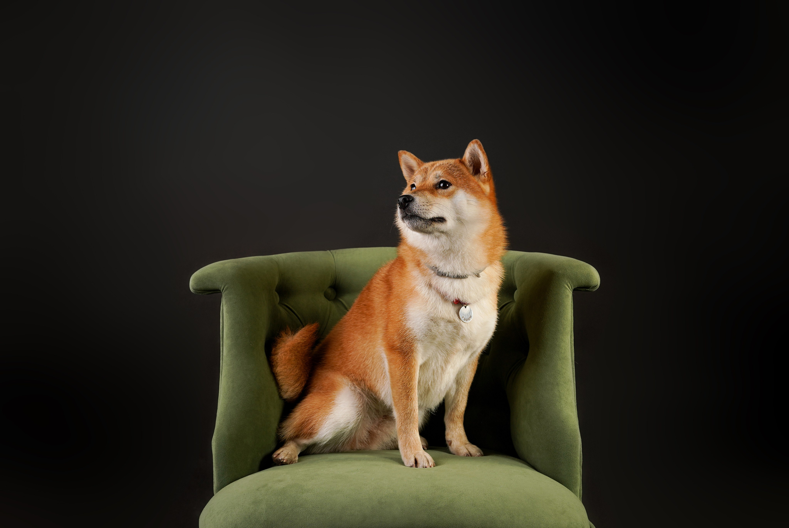 Ксюша, сиба Тэффи и австралийцы Арчи и Нэо. Фотограф-анималист в Санкт-Петербурге Яна Мартынова