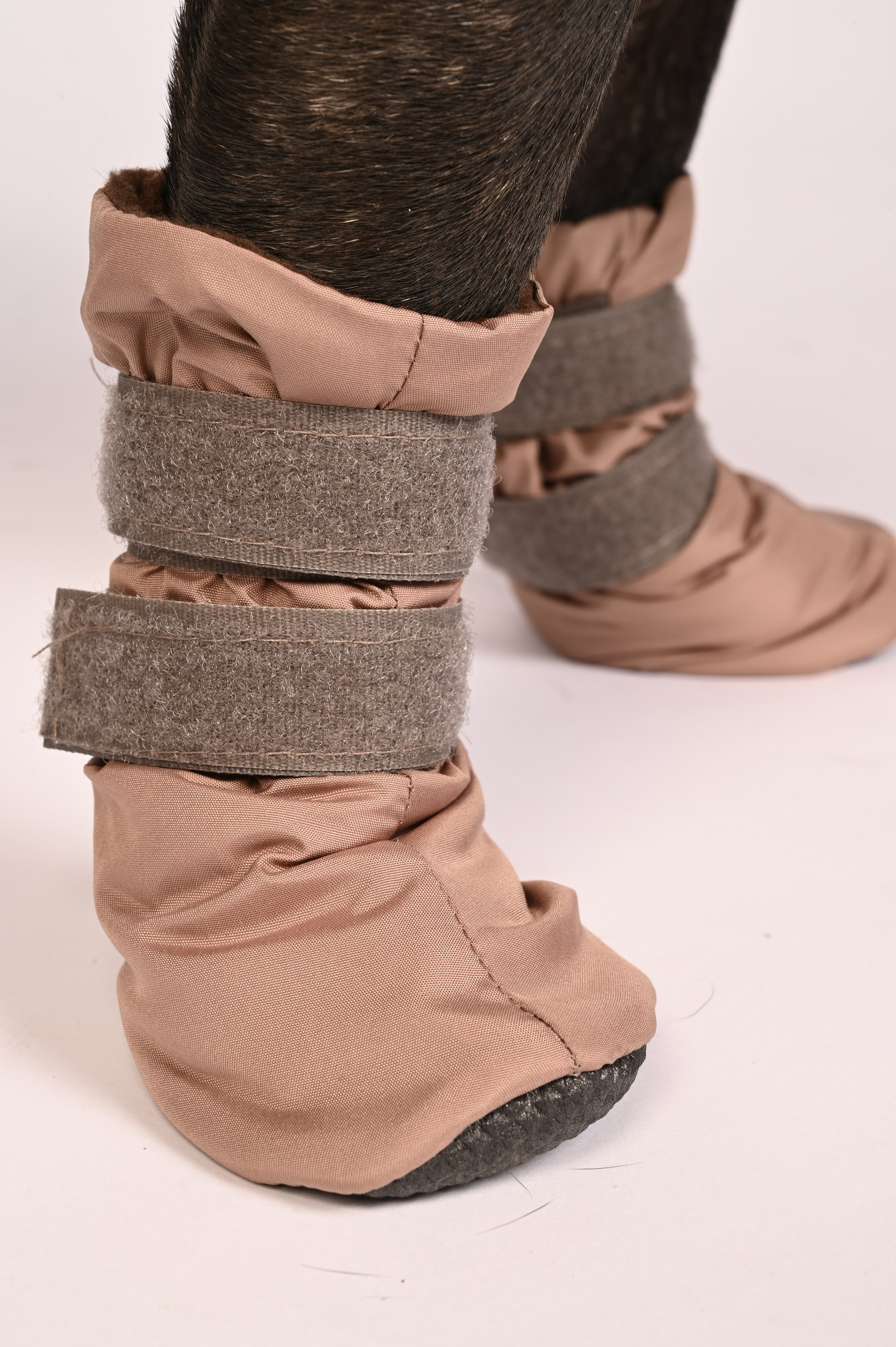 Одежда для собак. Семейный и детский фотограф во Фрязино, Ивантеевке и Щелково Матвеева