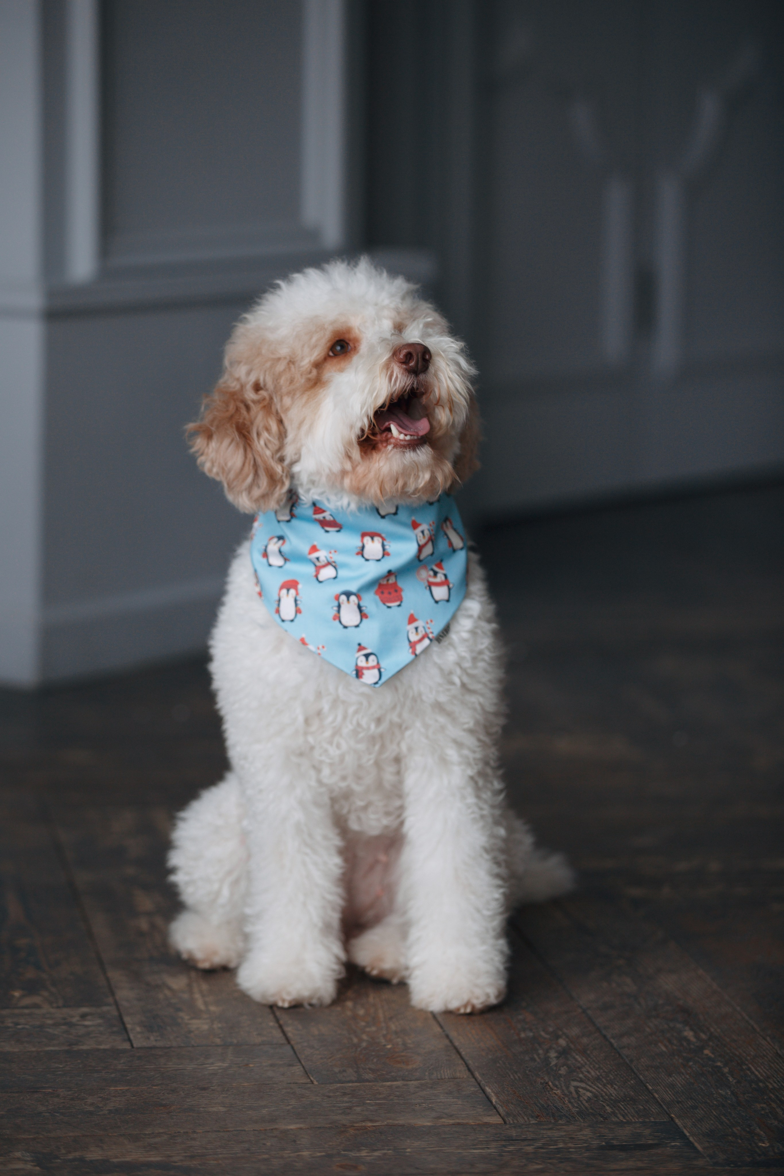 Bmbh лежанки и адресники. Фотограф анималист Кристина Карпова, Москва