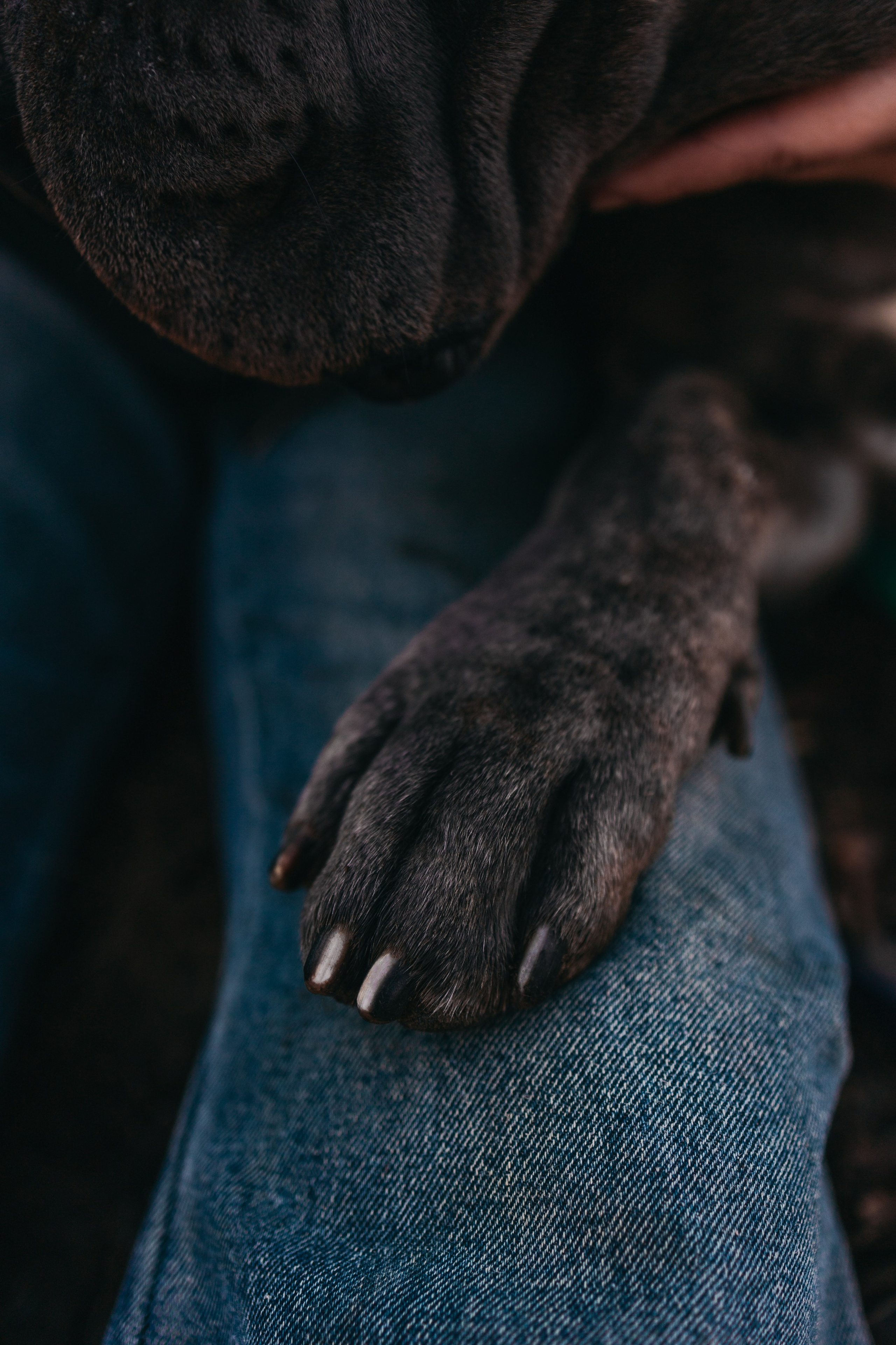 Фотограф — анималист Светлана Кысса|фотограф собак в Краснодаре и Нижнем Новгороде