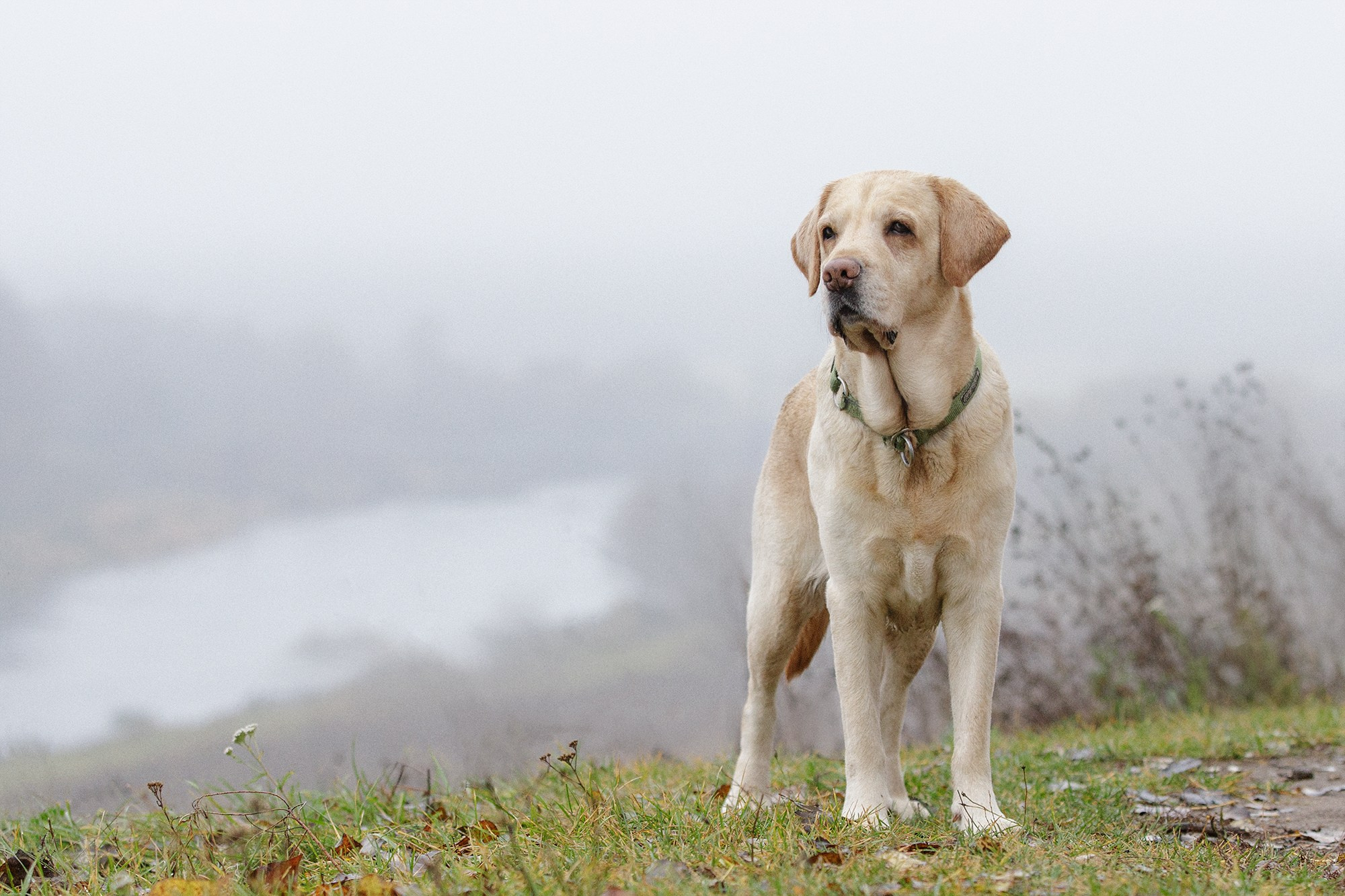 На природе и в городе. Фотограф-анималист в Калуге Мария Шерскова