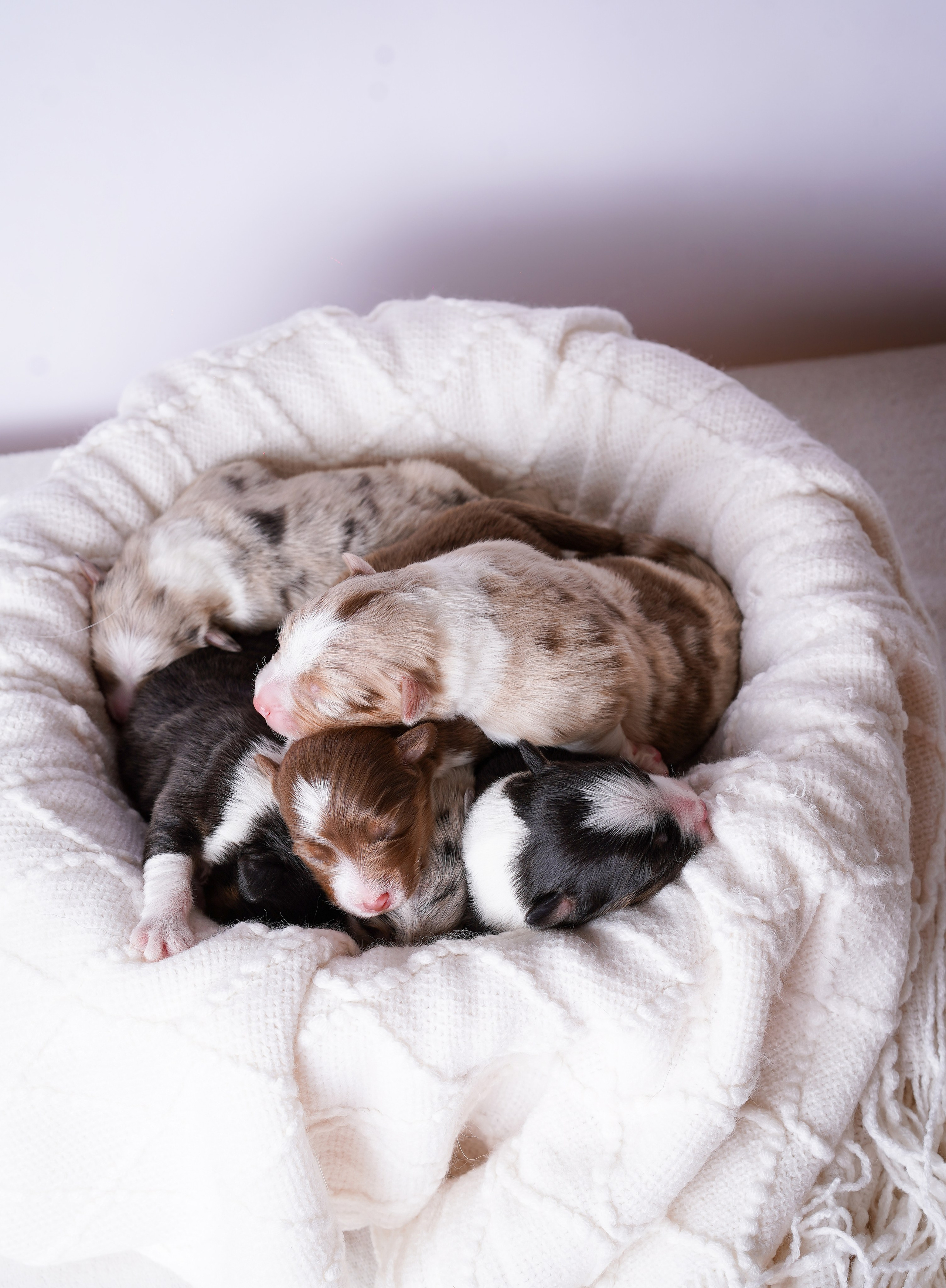 Щенки аусси. Фотограф-анималист в Санкт-Петербурге Яна Мартынова