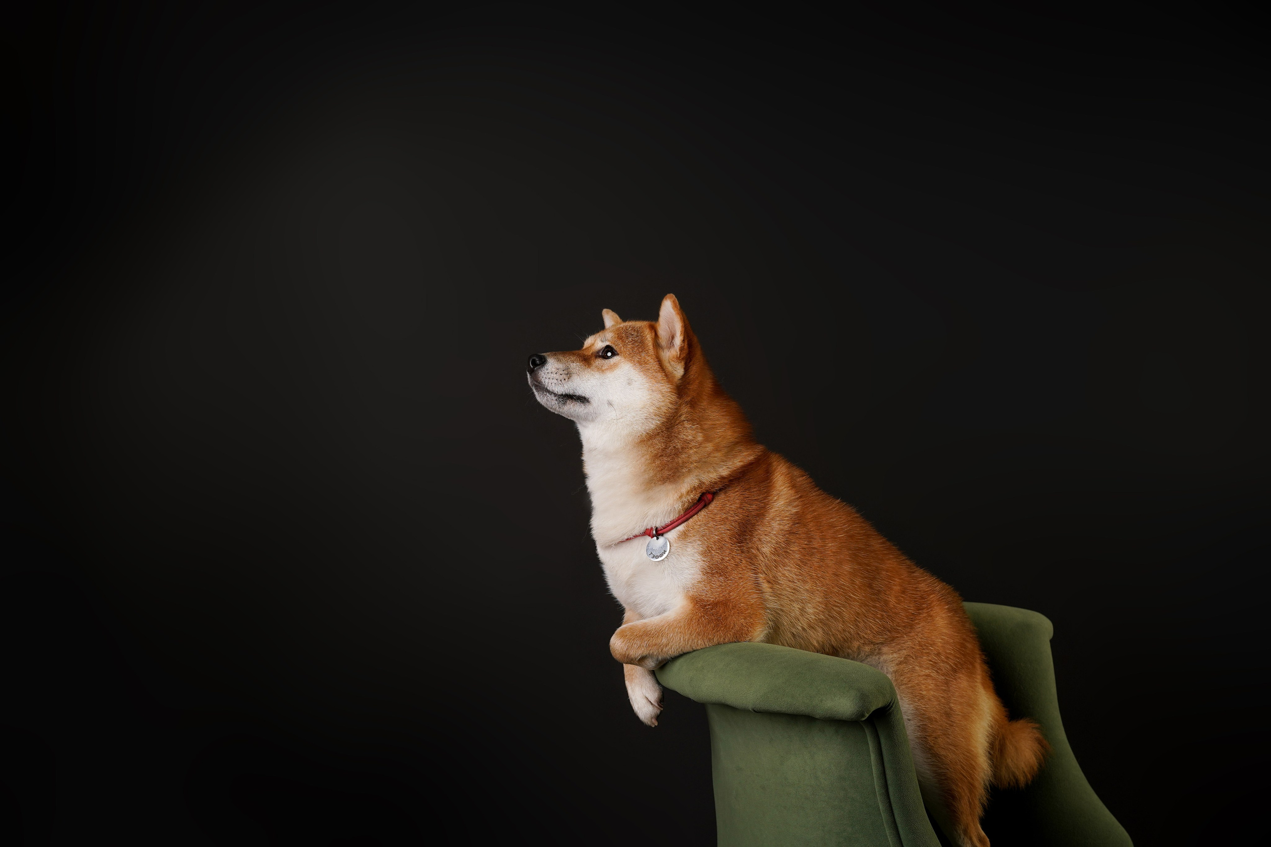 Ксюша, сиба Тэффи и австралийцы Арчи и Нэо. Фотограф-анималист в Санкт-Петербурге Яна Мартынова