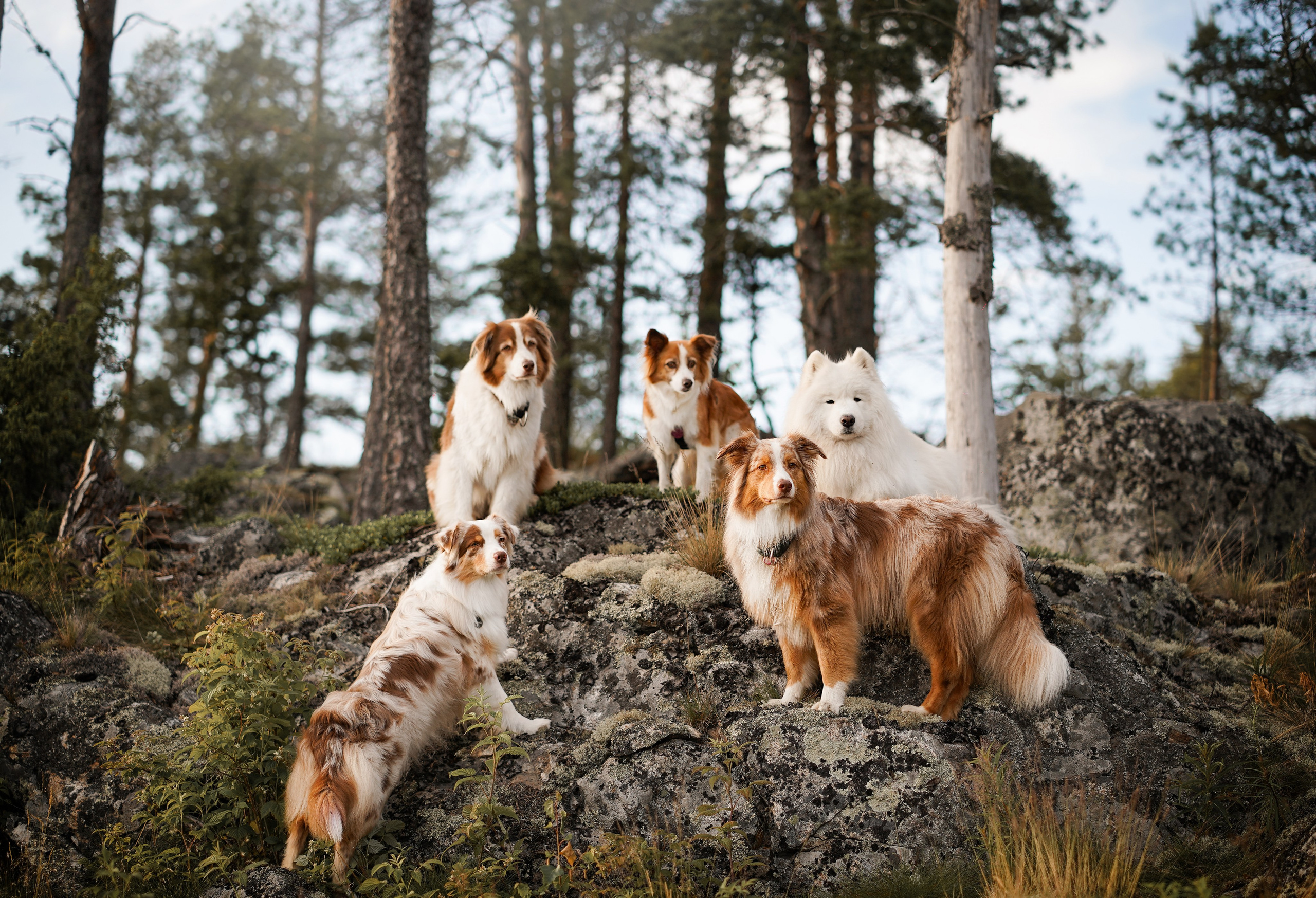 Карелия. Фотограф-анималист в Санкт-Петербурге Яна Мартынова