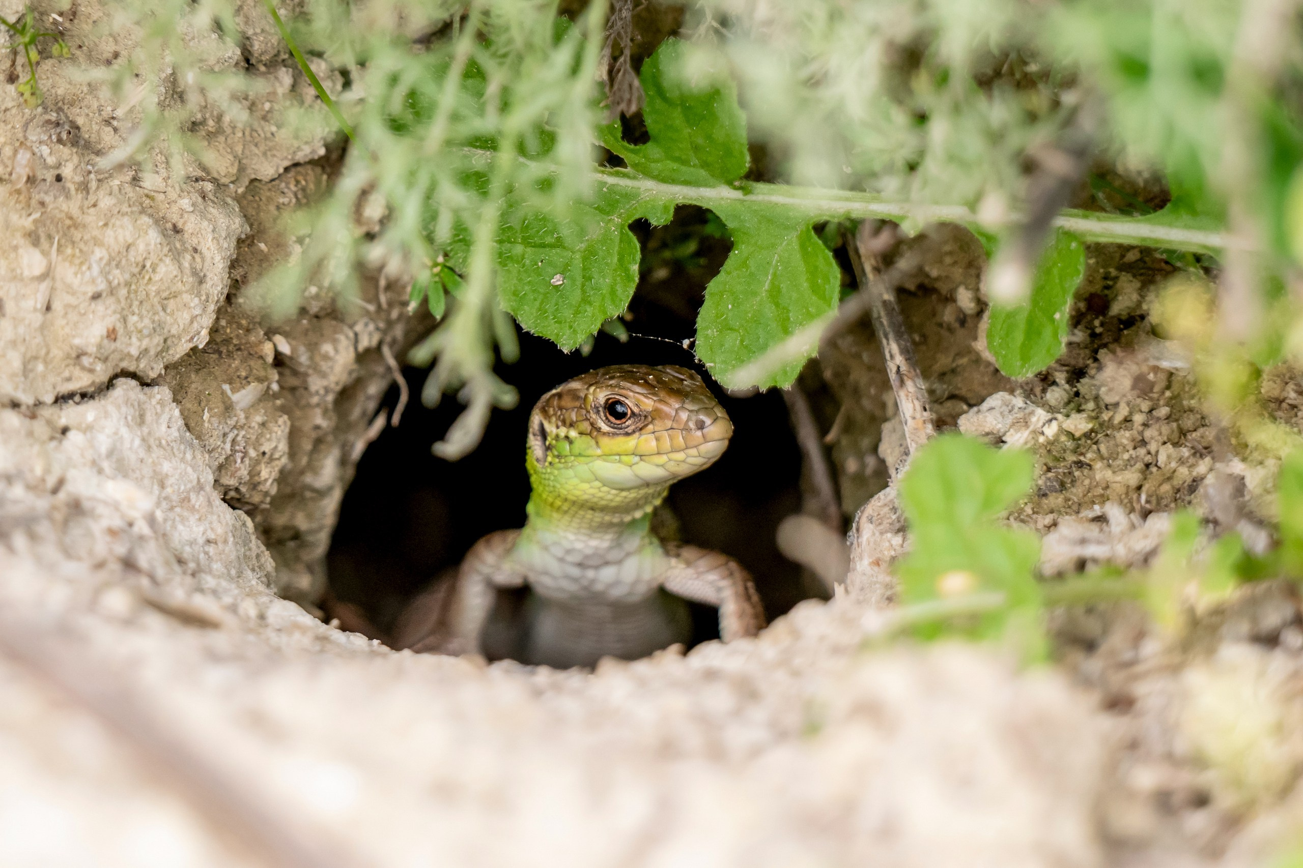 Пейзажный фотограф, Фотографии дикой природы. Foto-Zuev фотография как искусство