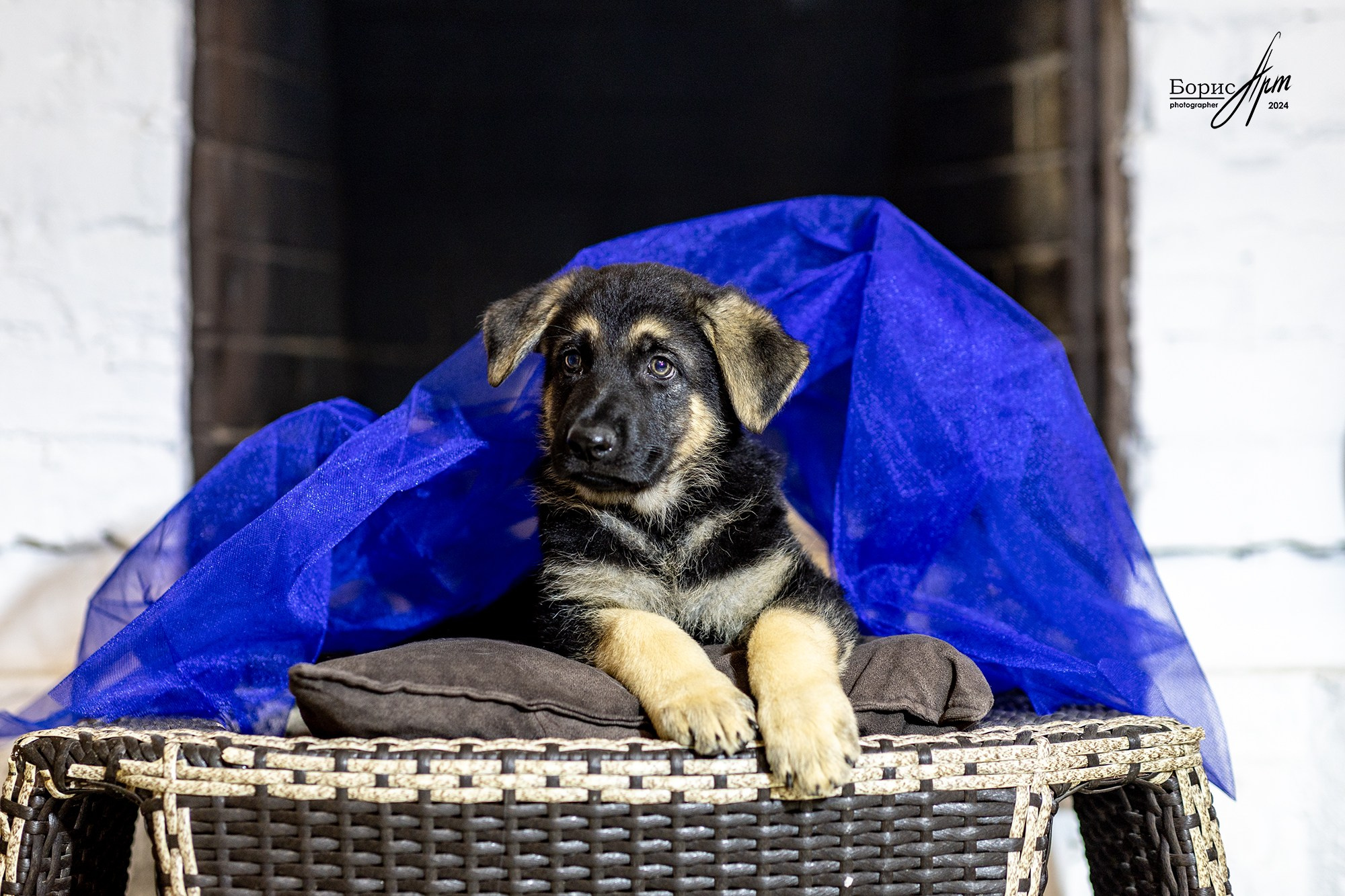 ВЕО ЩЕНКИ. Борис Артамонов фотограф — анималист. Москва