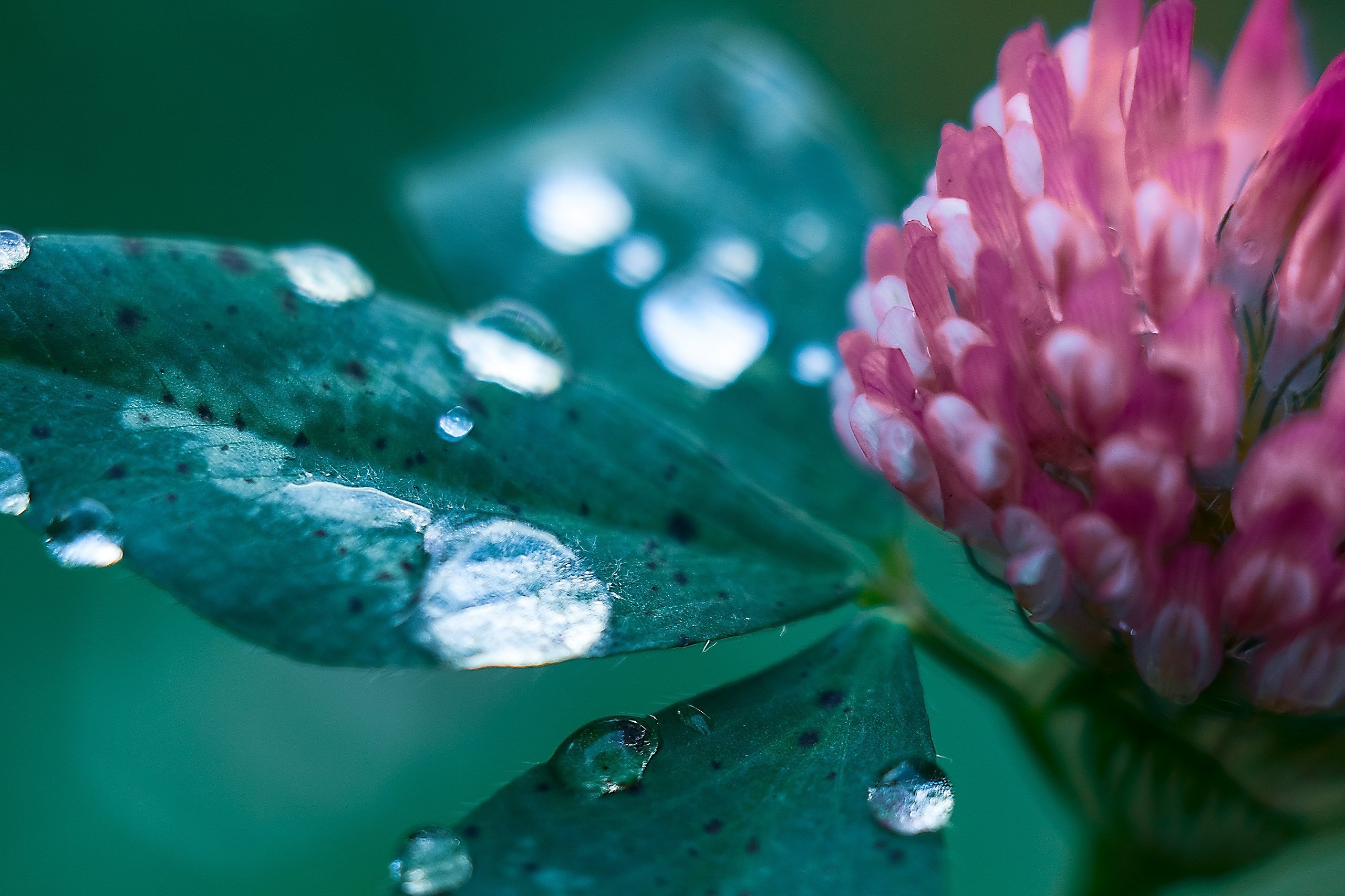 Великое в Малом. Аmat Victoria Сuram