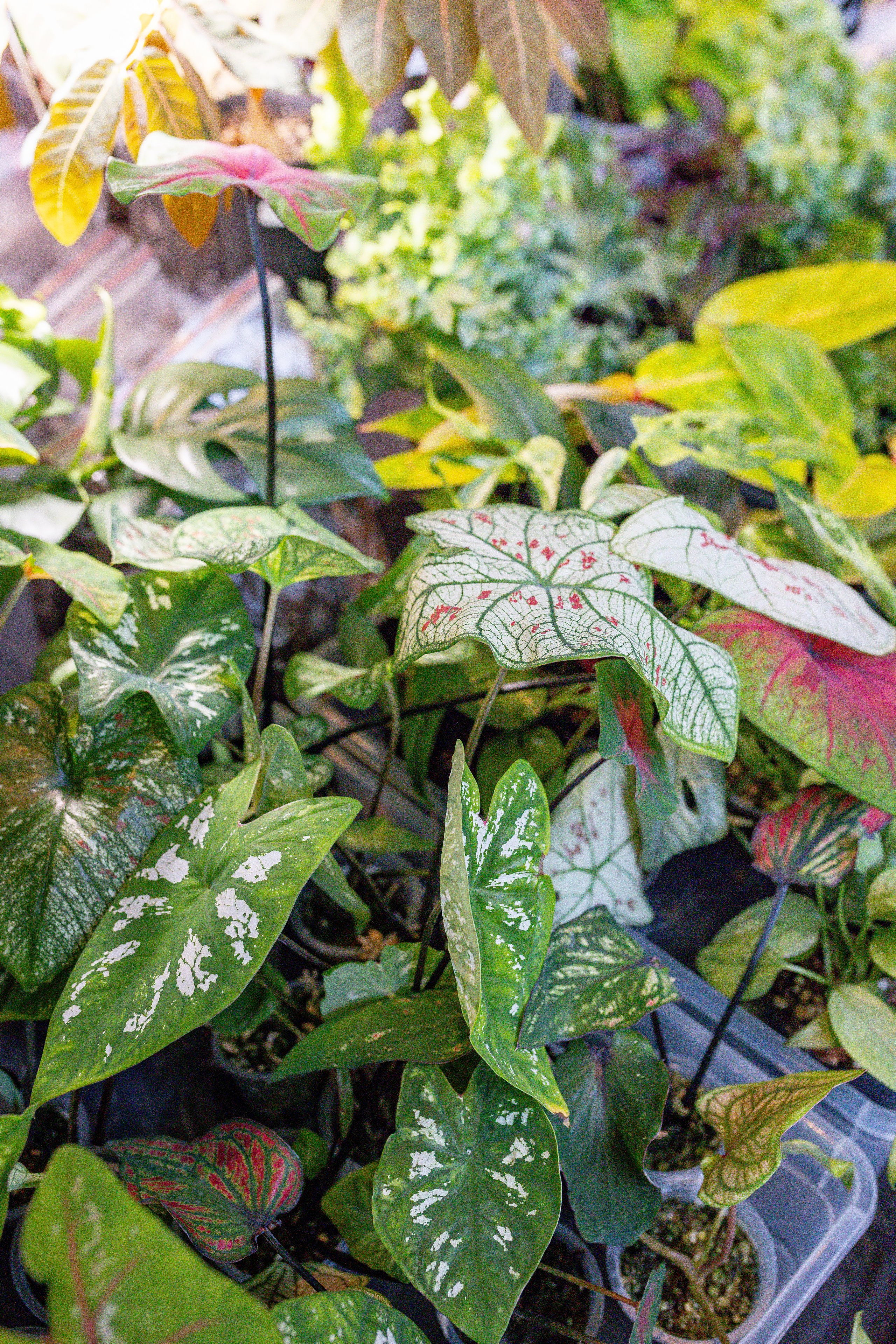 Growbox 5лет. Александра Куликова фотограф, Москва