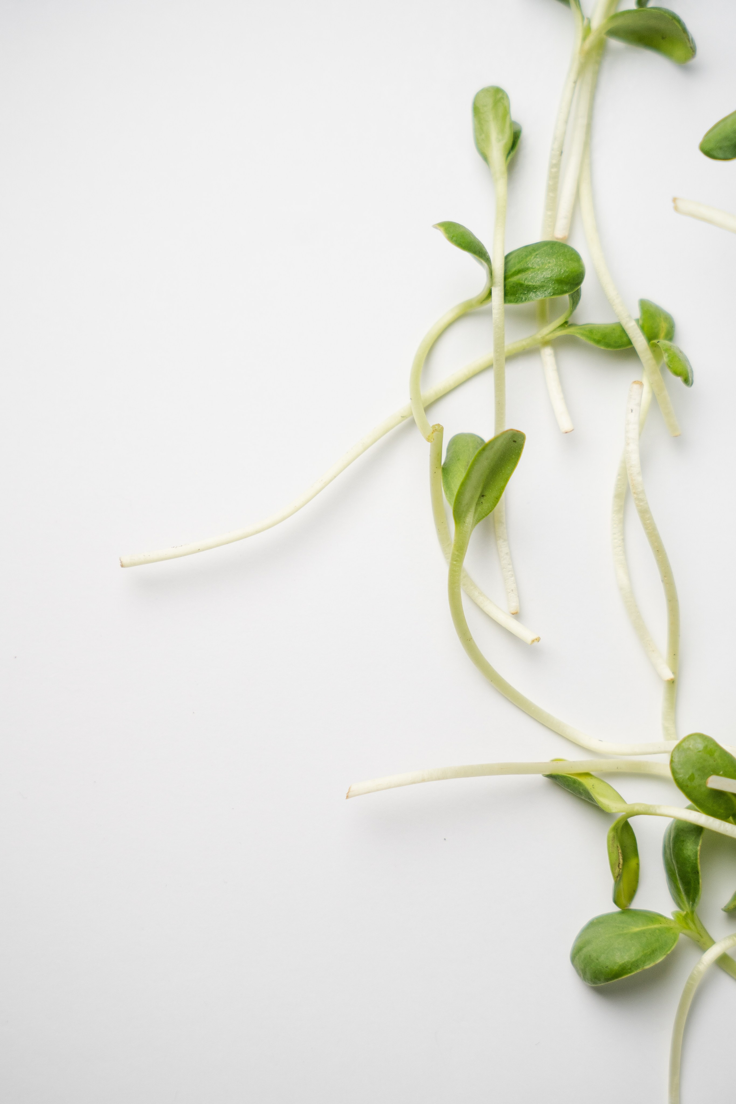 «ЧУДЕСНАЯ ЖИЗНЬ». Фотограф в Москве Казакова Анна