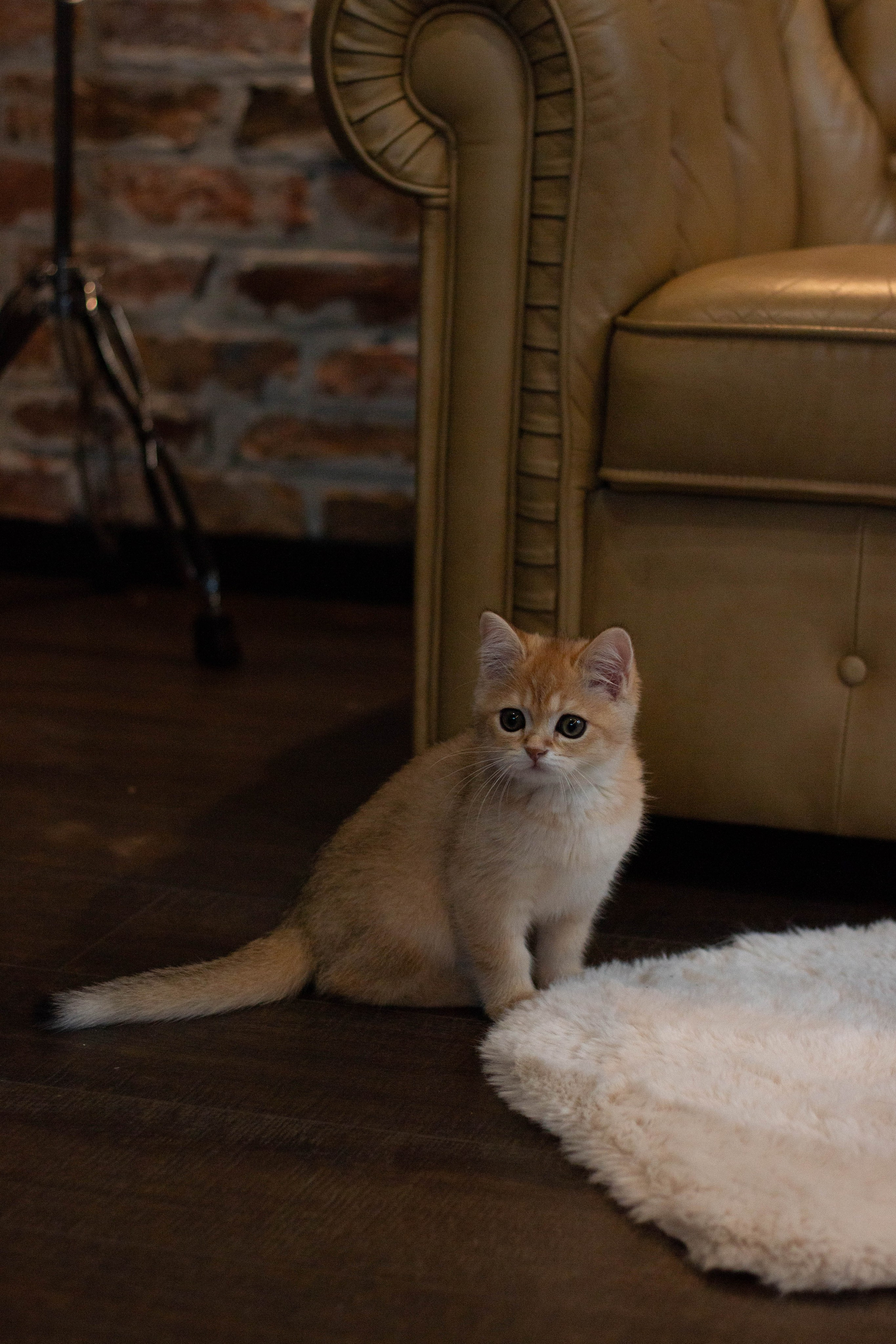 MILANA & RUFUS. Бережно сохраняю ваши чувства и истории на своих фотографиях