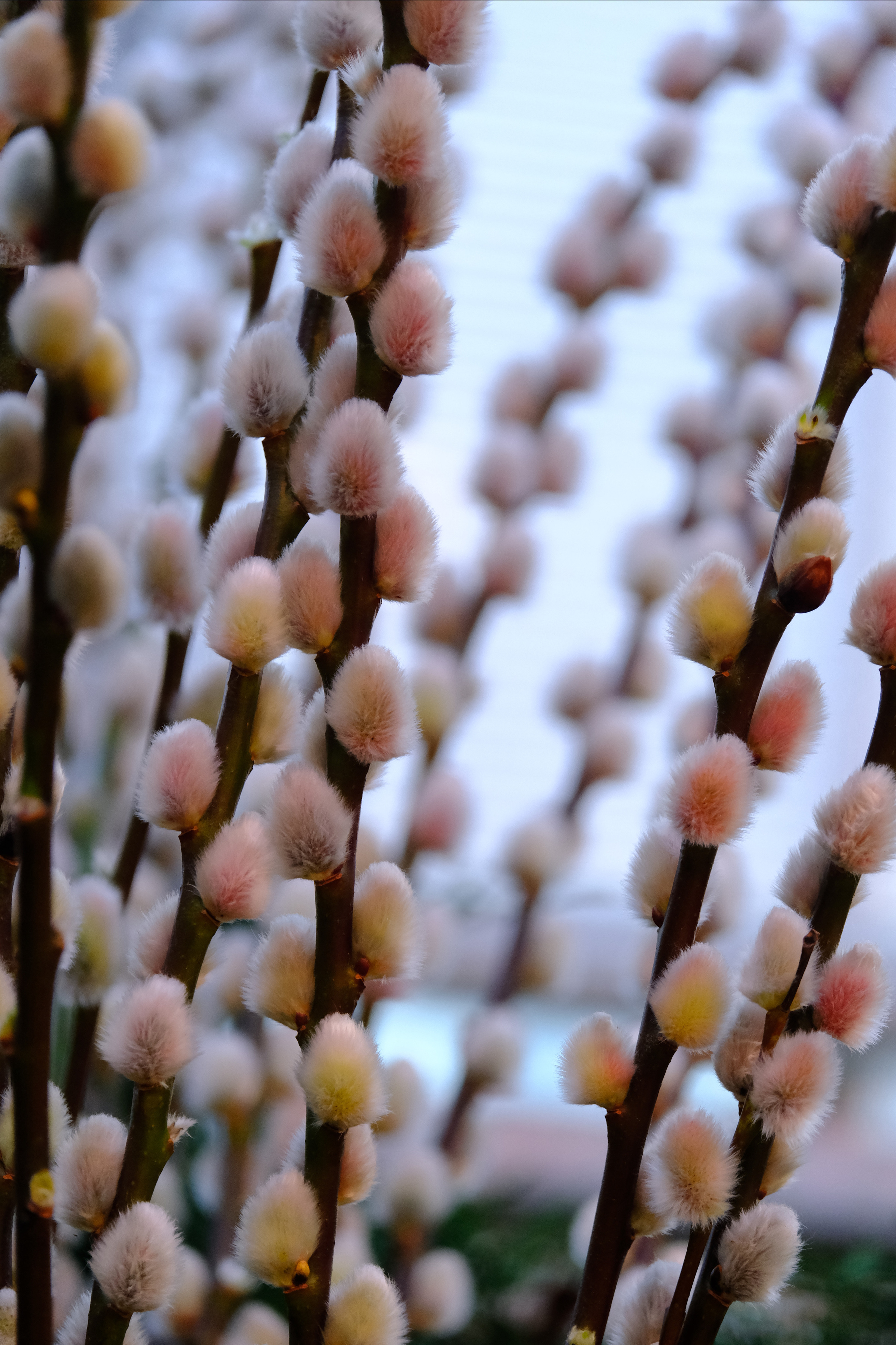 Репетиция весны. Аптекарский огород. Фотограф в Москве Ирина Иванова