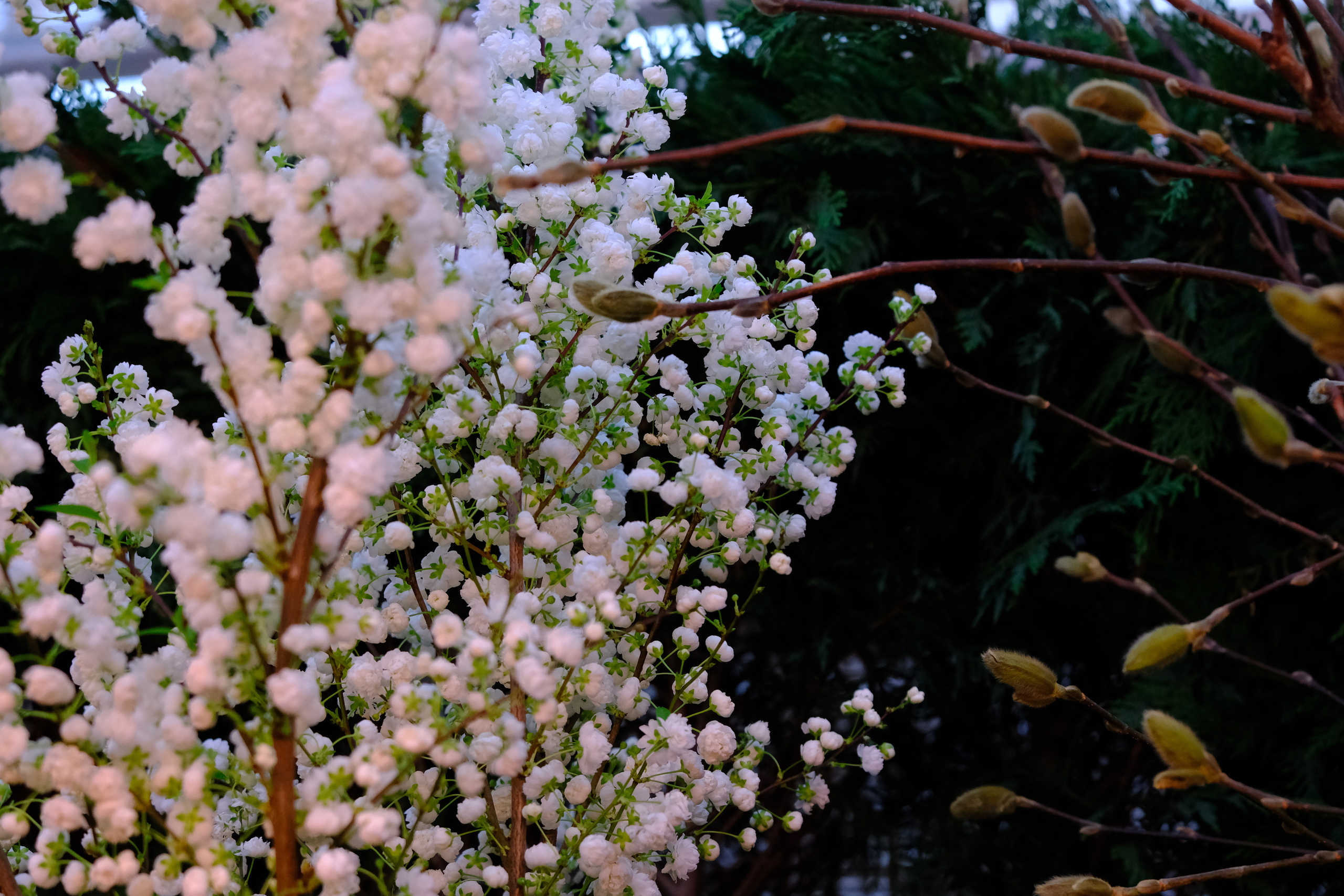 Репетиция весны. Аптекарский огород. Фотограф в Москве Ирина Иванова