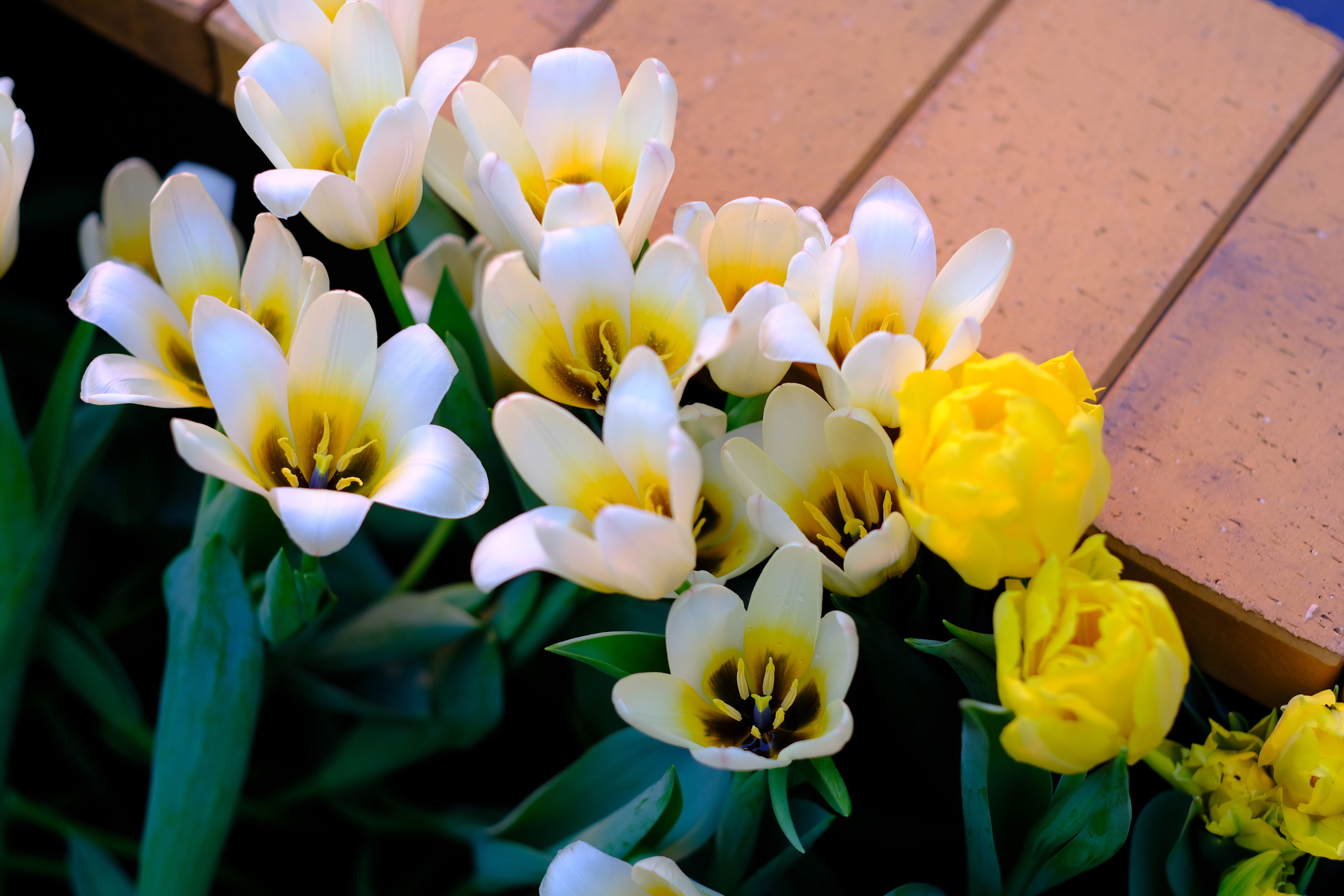 Репетиция весны. Аптекарский огород. Фотограф в Москве Ирина Иванова