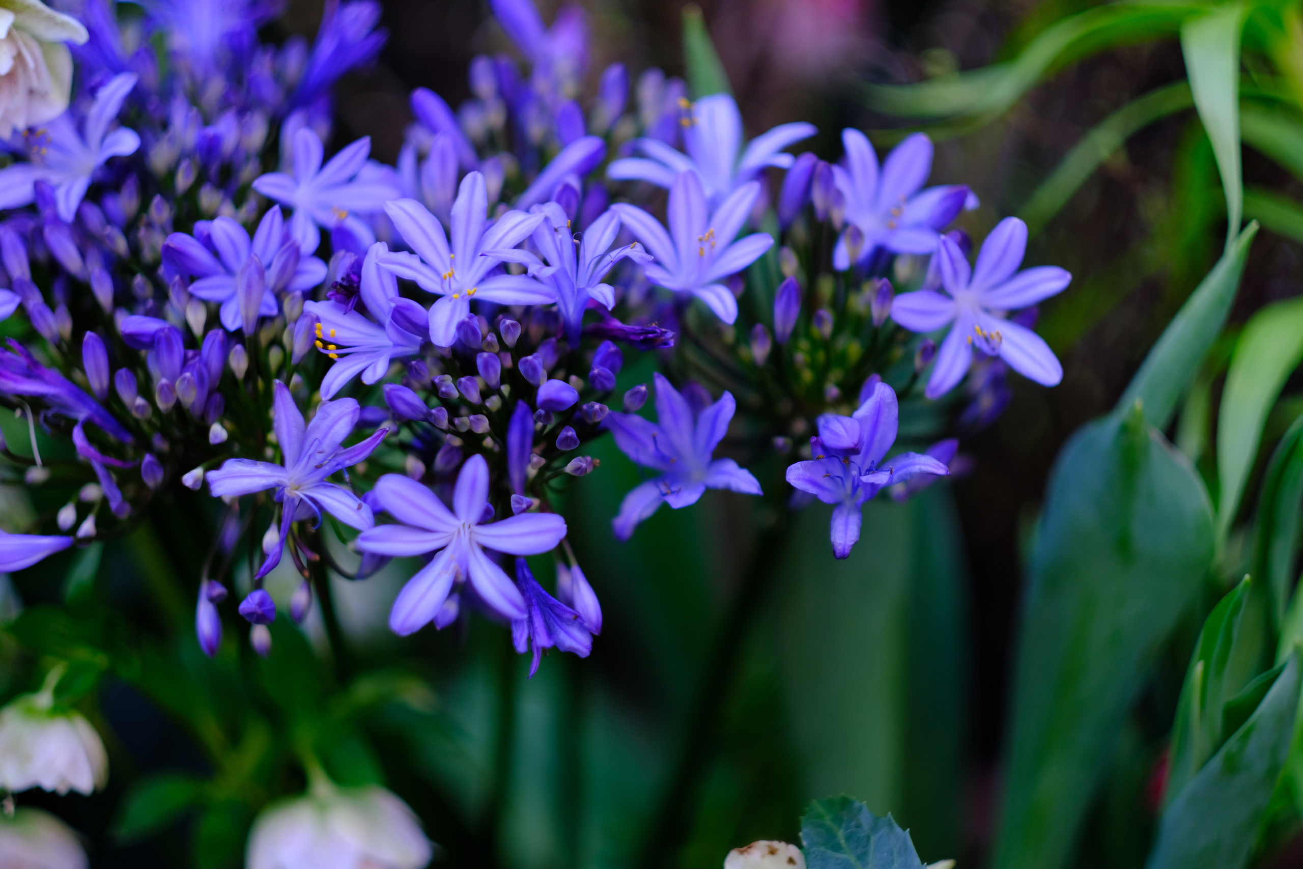 Репетиция весны. Аптекарский огород. Фотограф в Москве Ирина Иванова