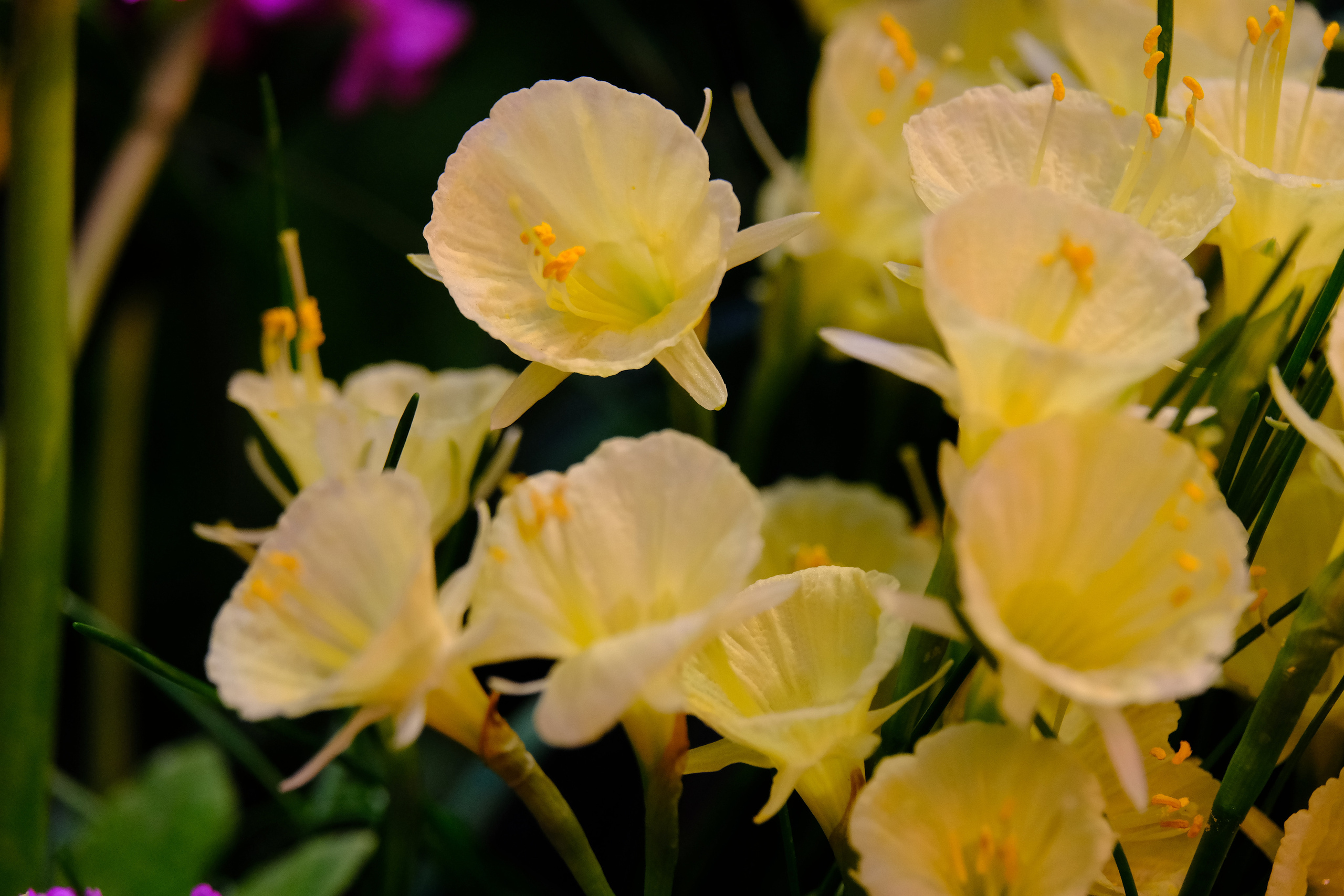 Репетиция весны. Аптекарский огород. Фотограф в Москве Ирина Иванова