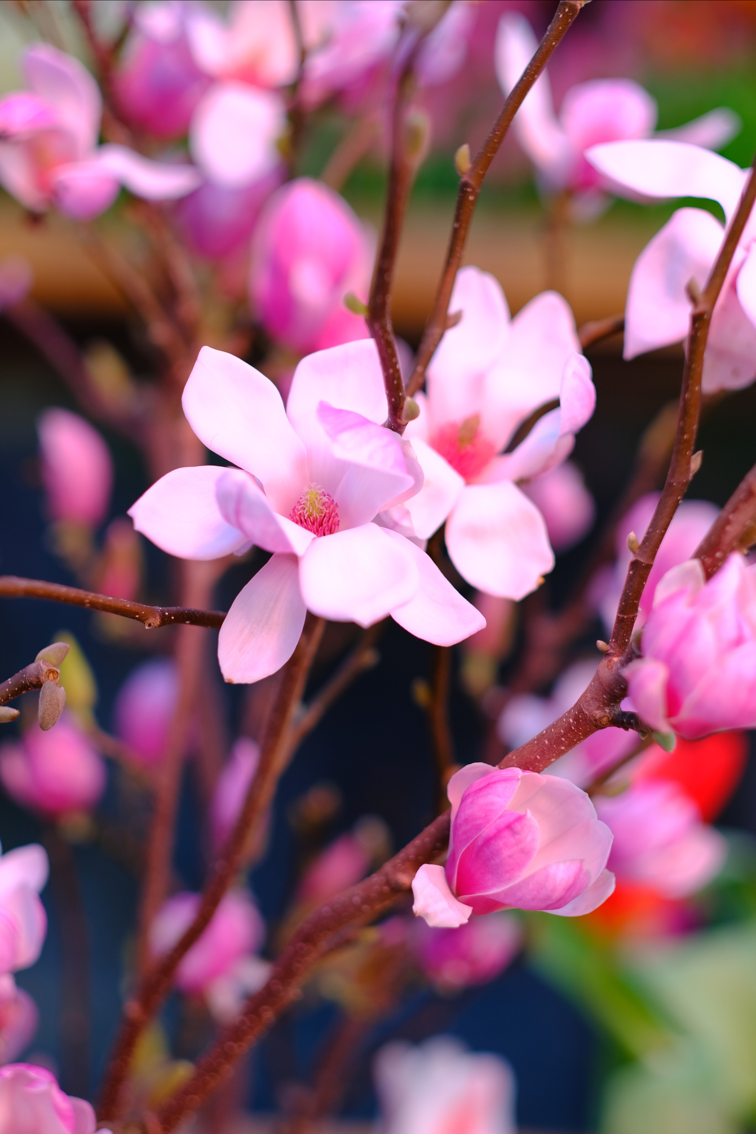Репетиция весны. Аптекарский огород. Фотограф в Москве Ирина Иванова