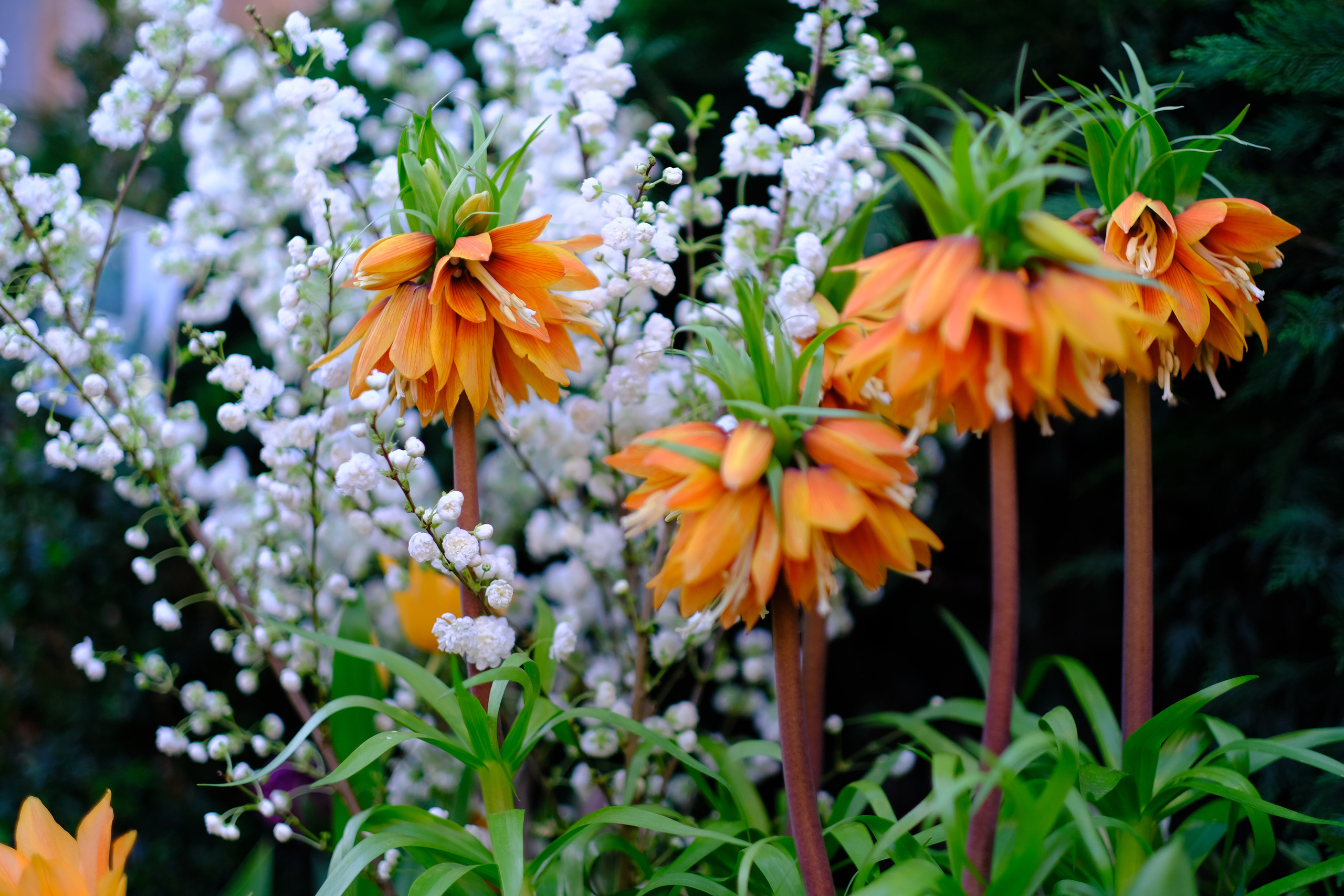 Репетиция весны. Аптекарский огород. Фотограф в Москве Ирина Иванова