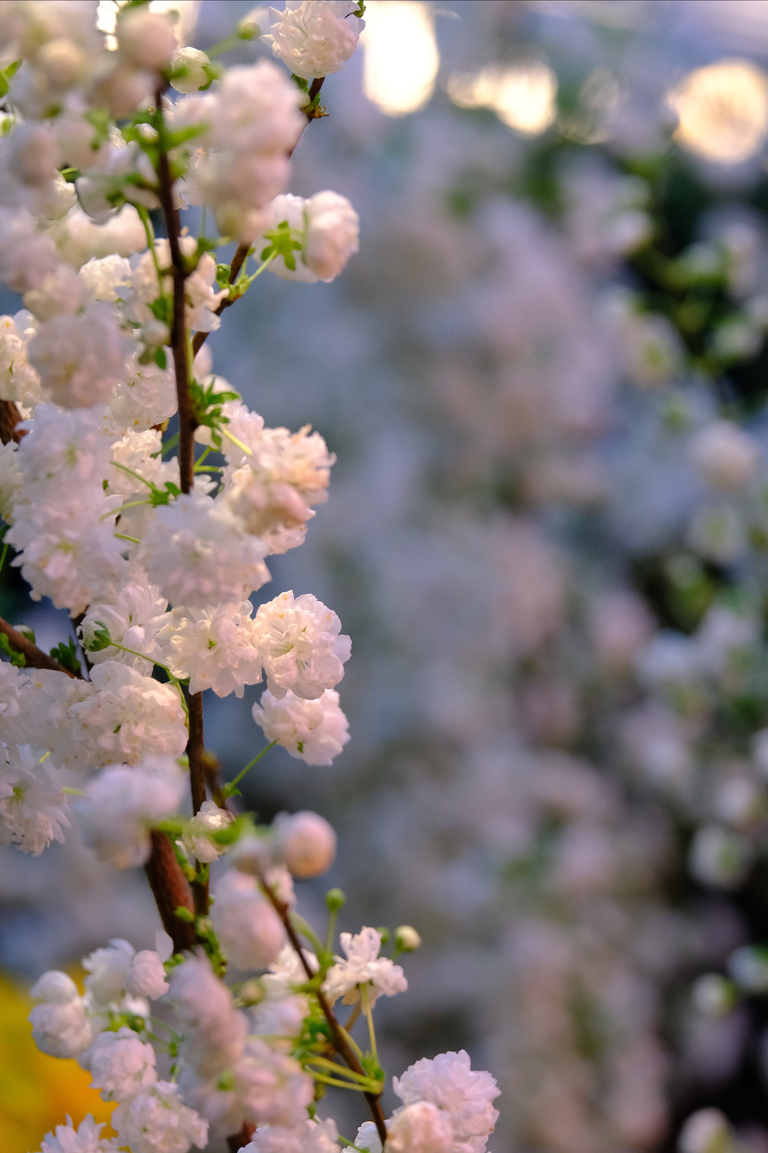 Репетиция весны. Аптекарский огород. Фотограф в Москве Ирина Иванова